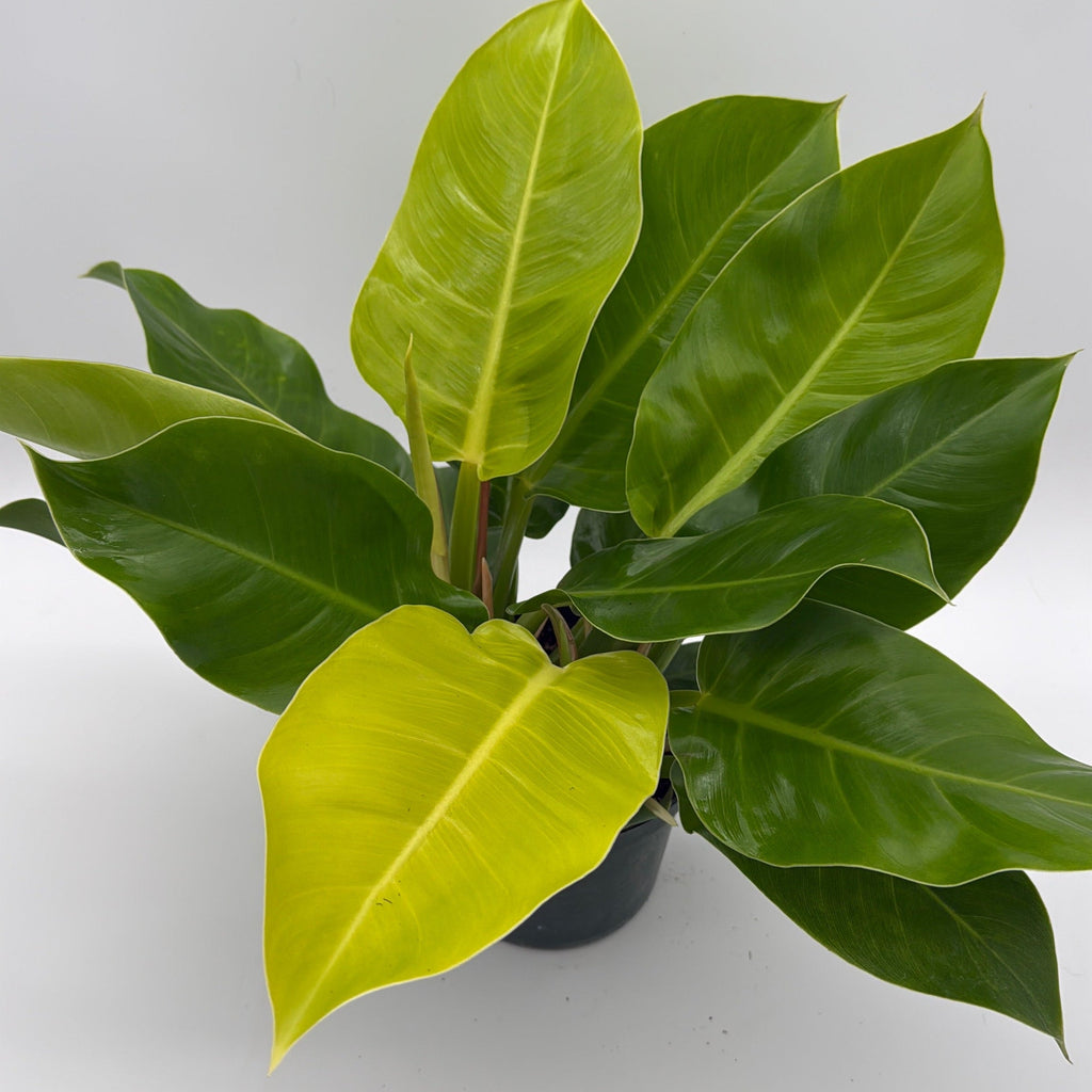 Philodendron Moonlight