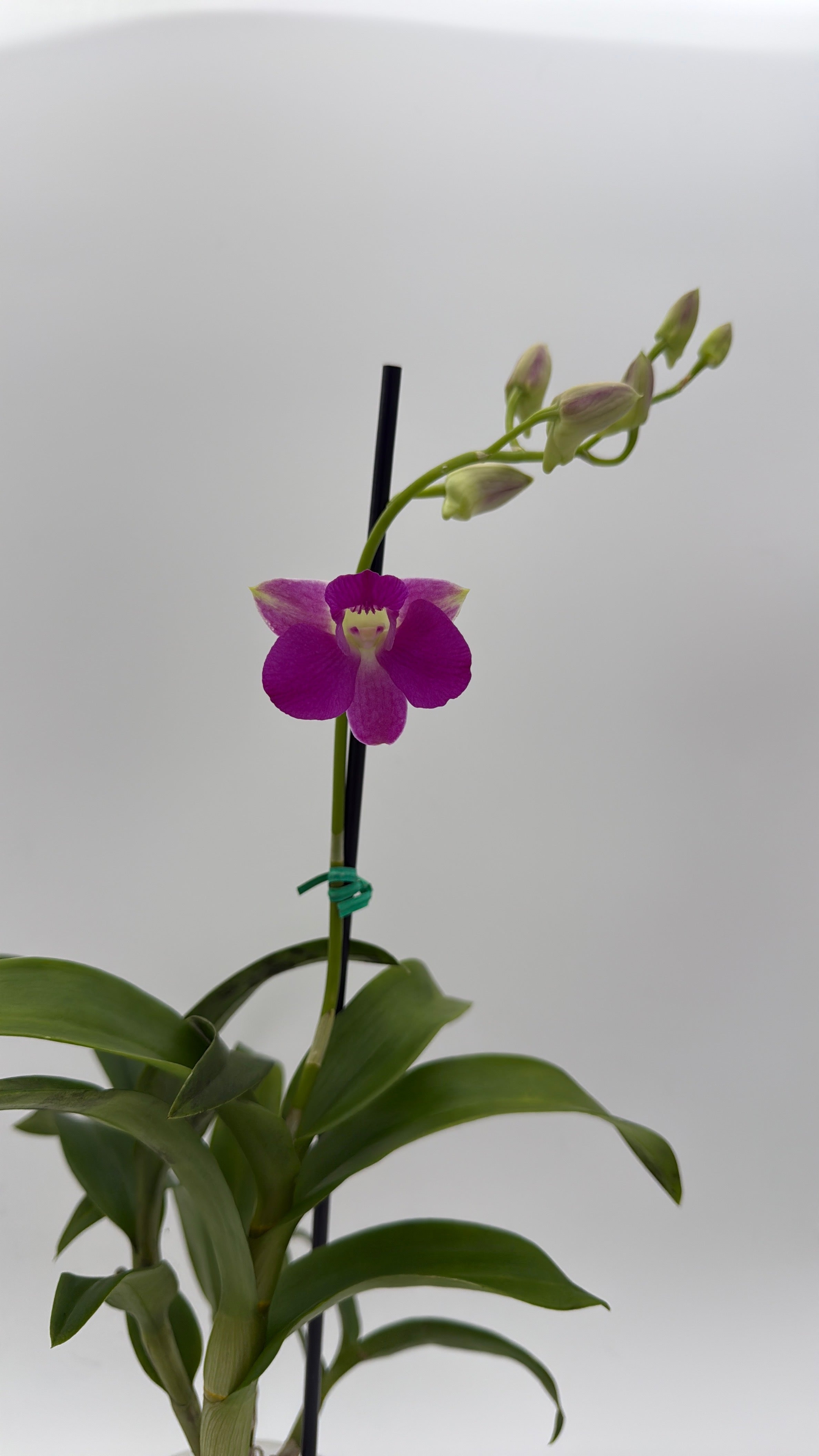 Mystery Blooming Orchid
