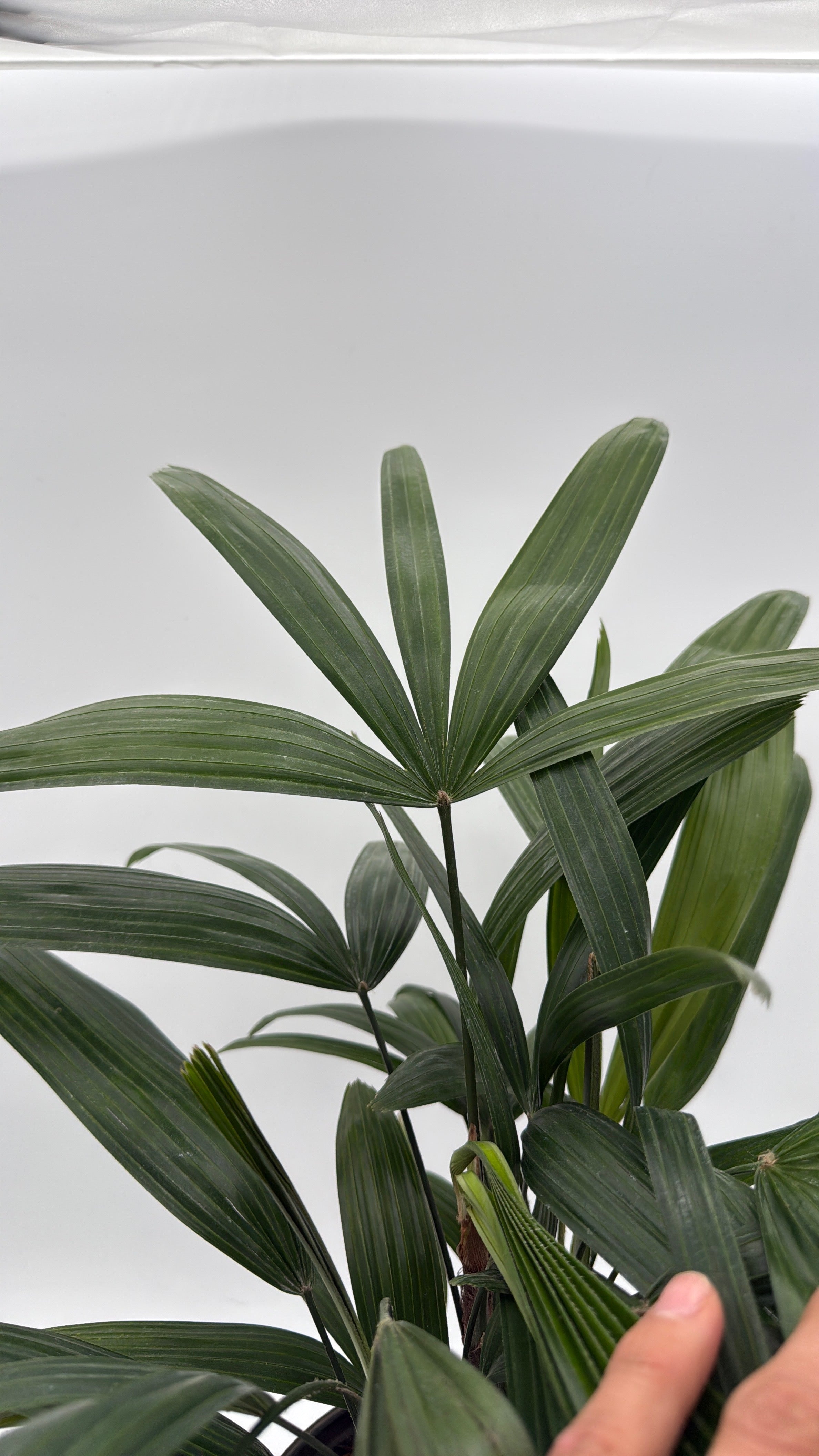 Rhapis Excelsa 'Lady Palm'