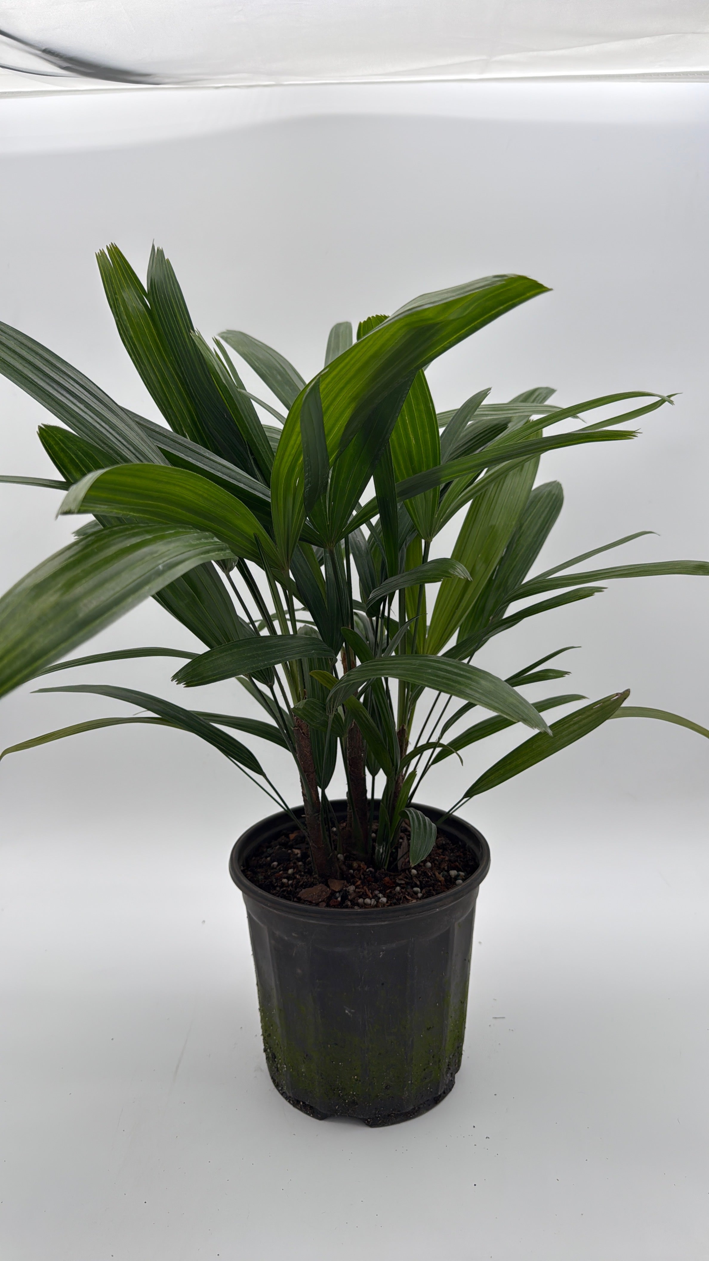 Rhapis Excelsa 'Lady Palm'