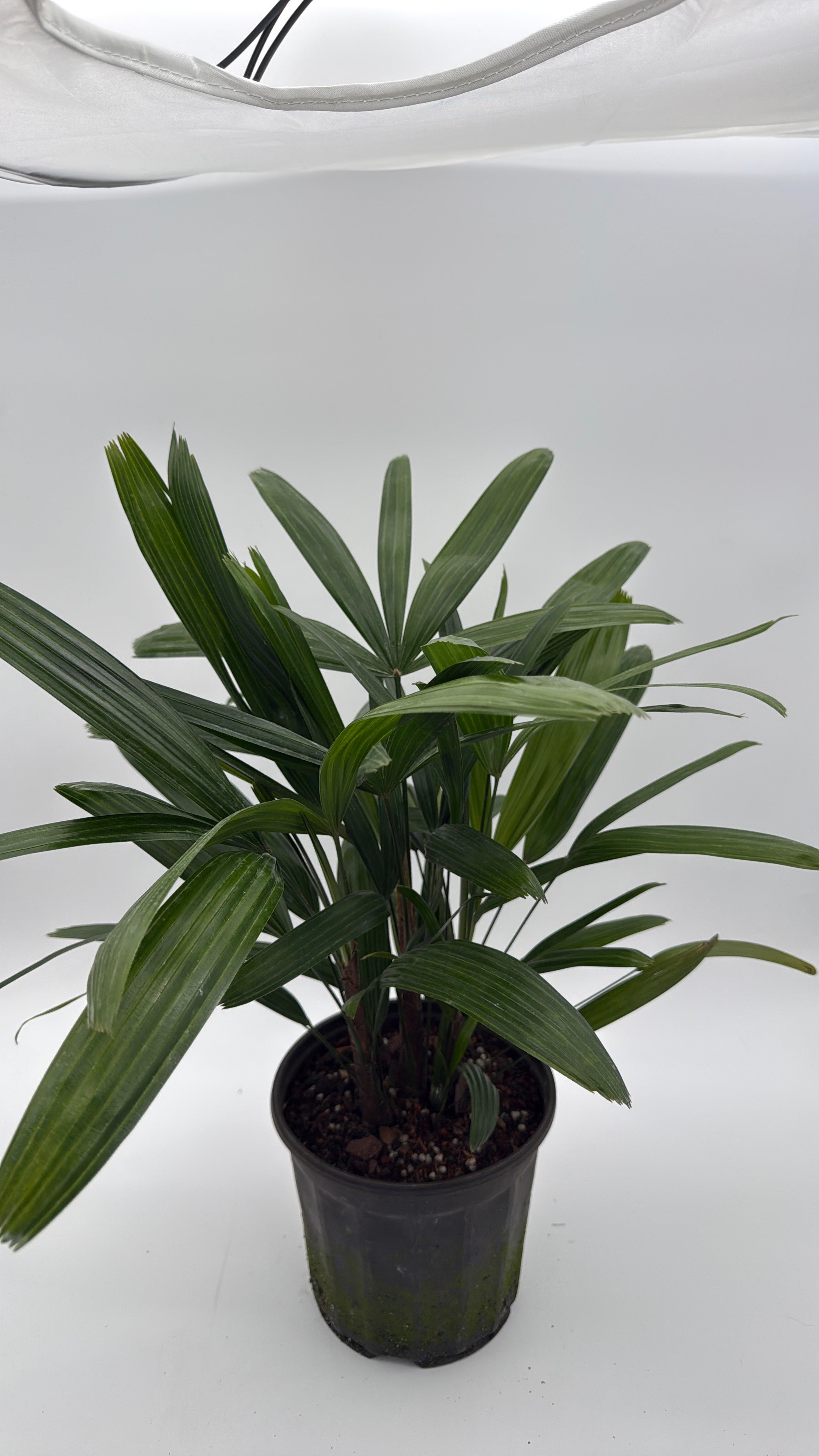 Rhapis Excelsa 'Lady Palm'