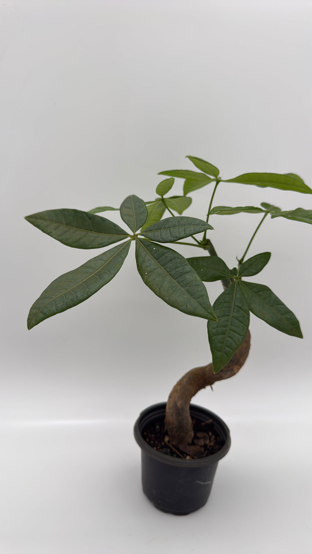 Pre Bonsai Money Tree