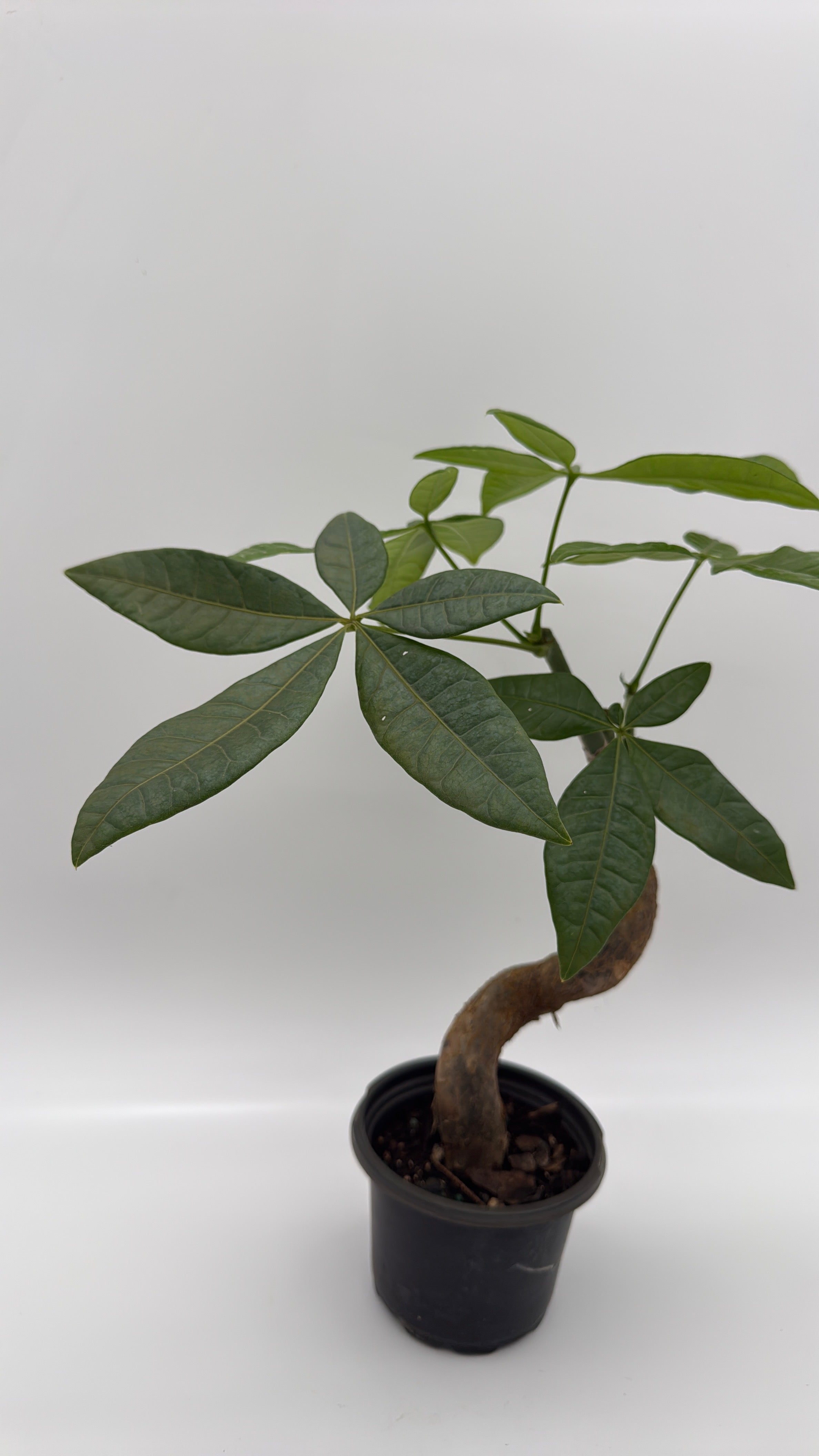 Pre Bonsai Money Tree