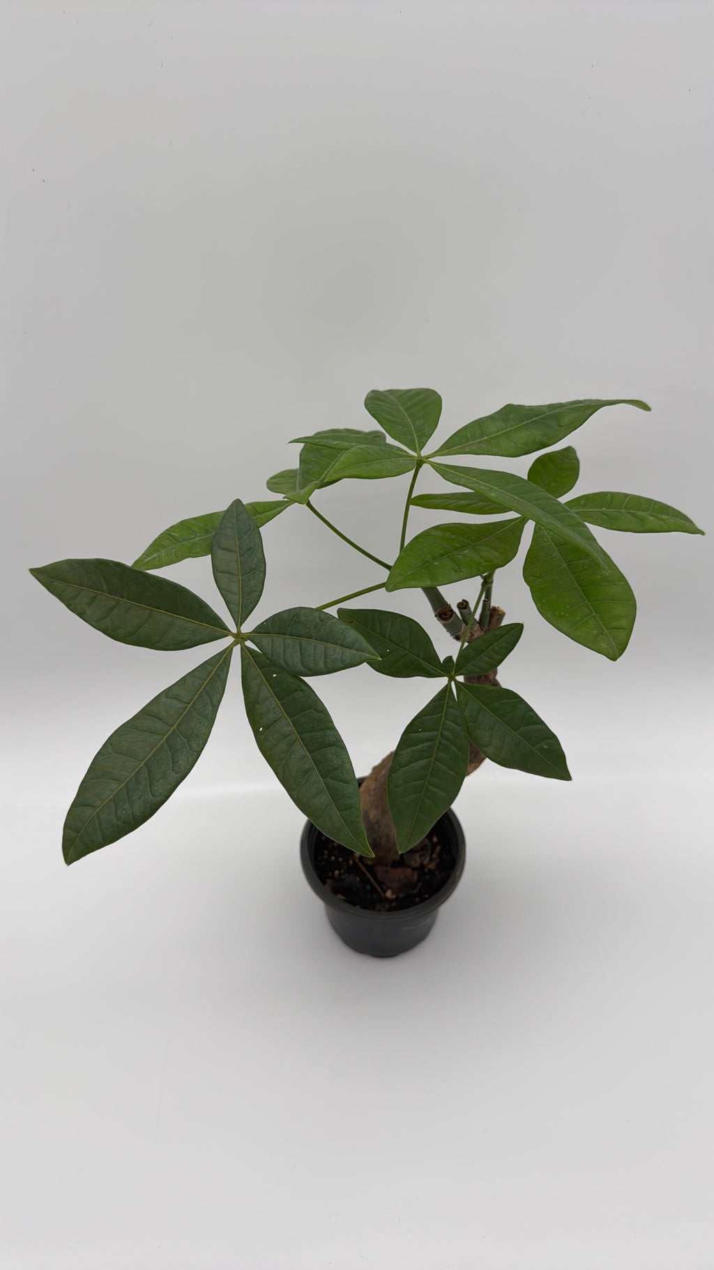 Pre Bonsai Money Tree