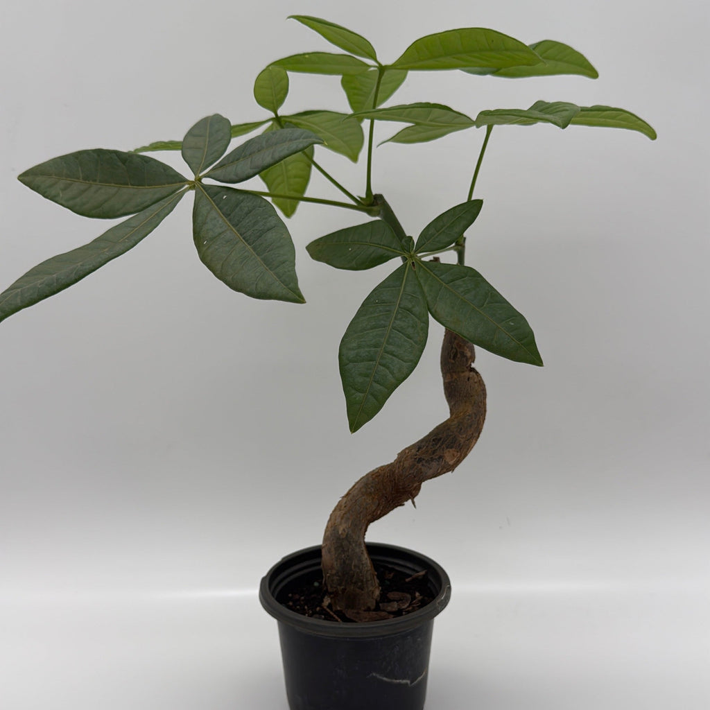 Pre Bonsai Money Tree