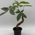 Pre Bonsai Money Tree