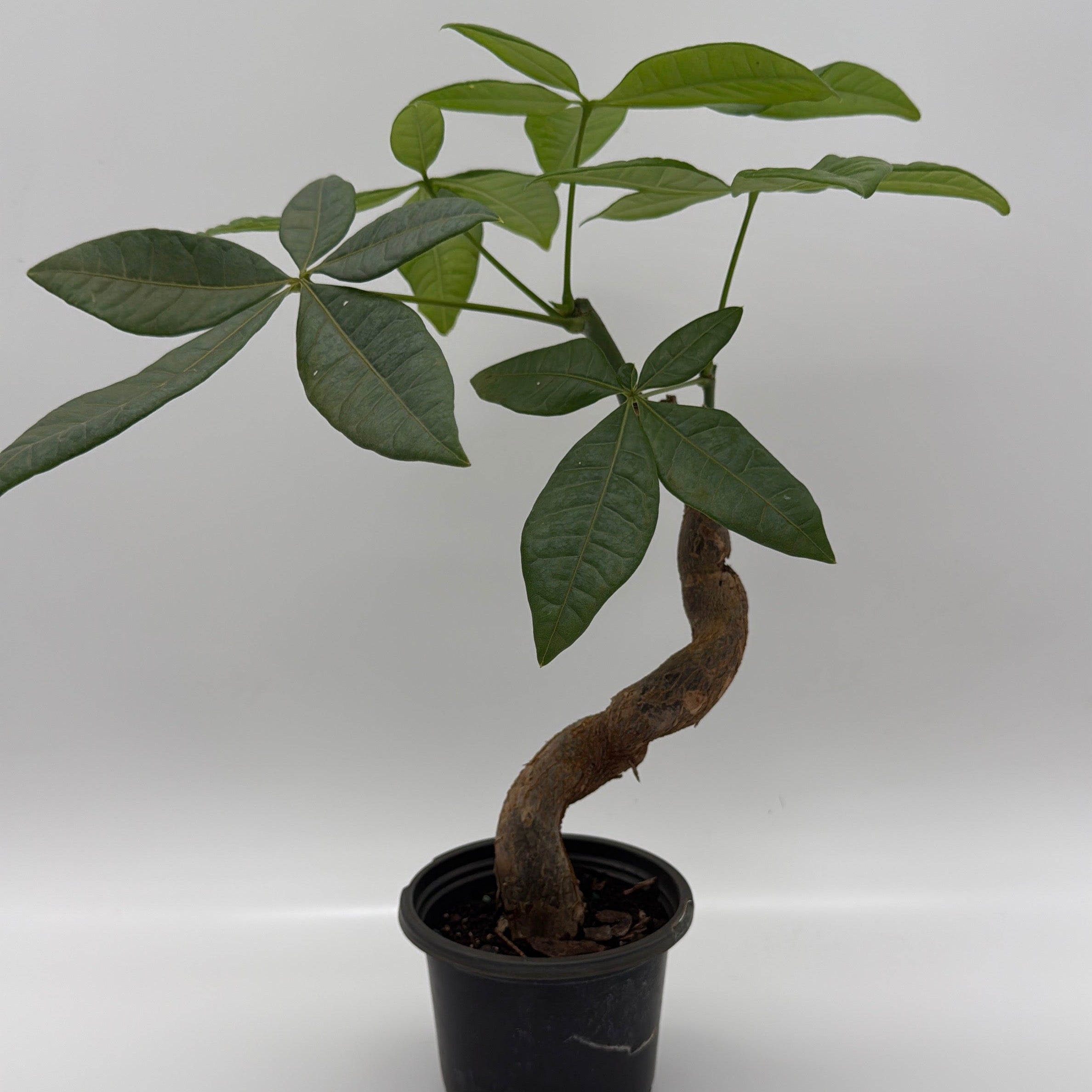 Pre Bonsai Money Tree