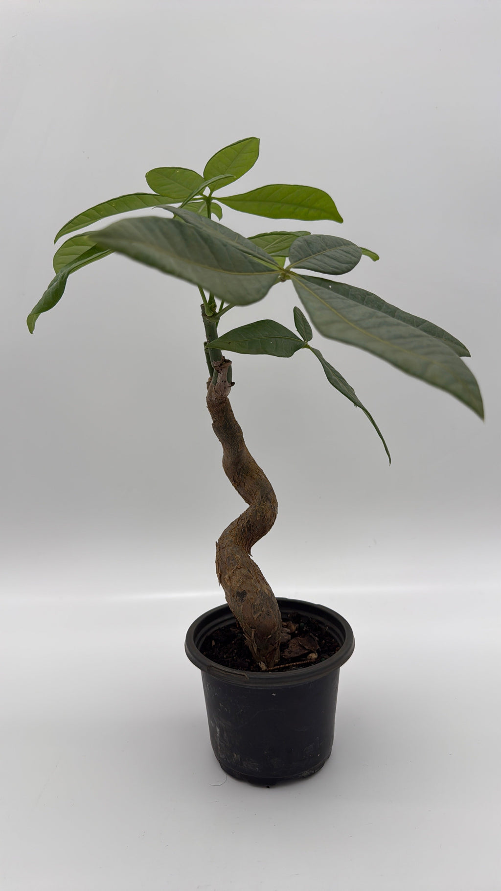 Pre Bonsai Money Tree