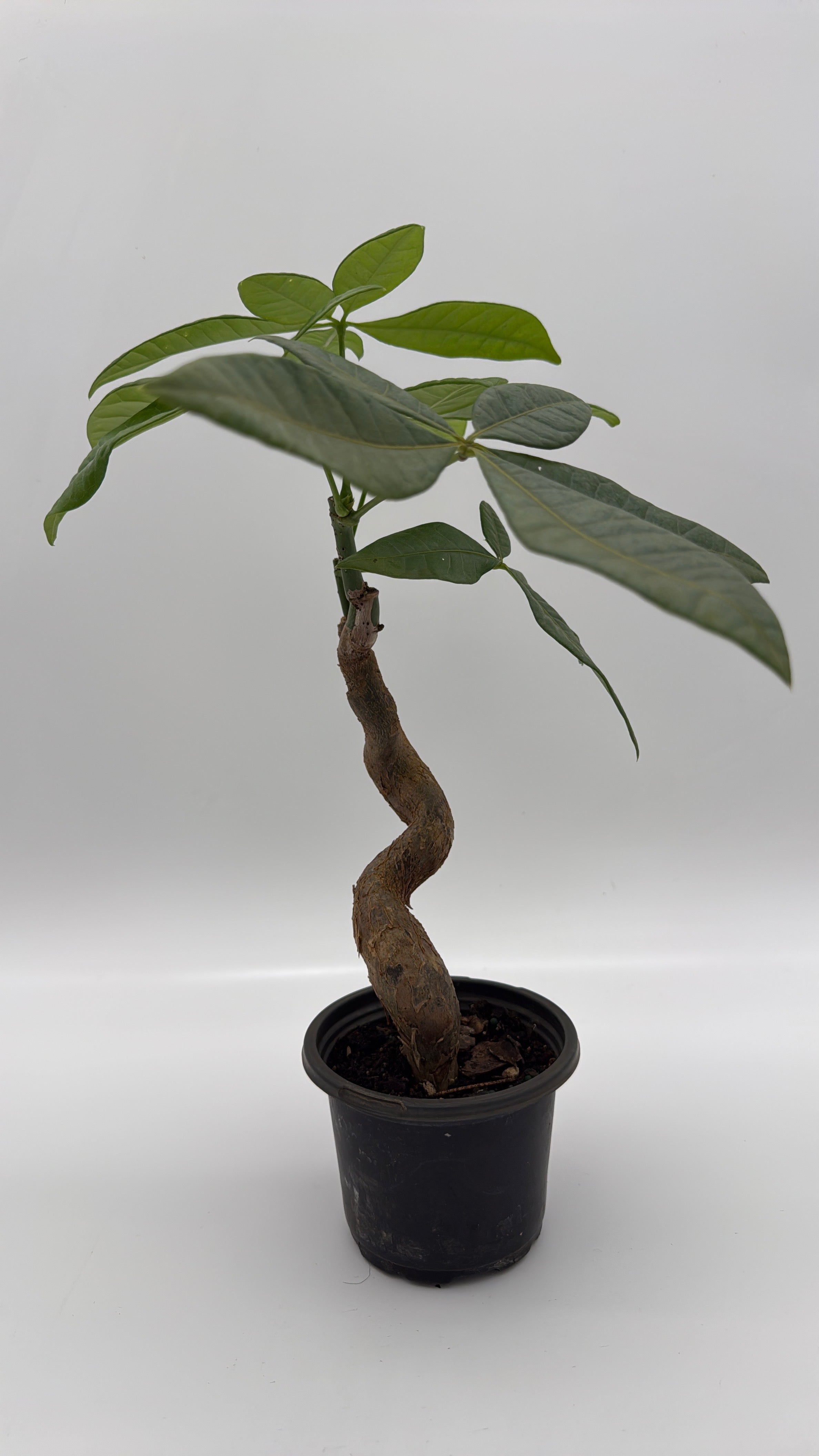 Pre Bonsai Money Tree