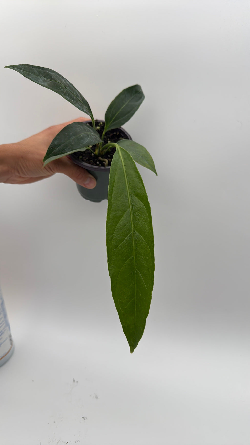 Anthurium Big Bill