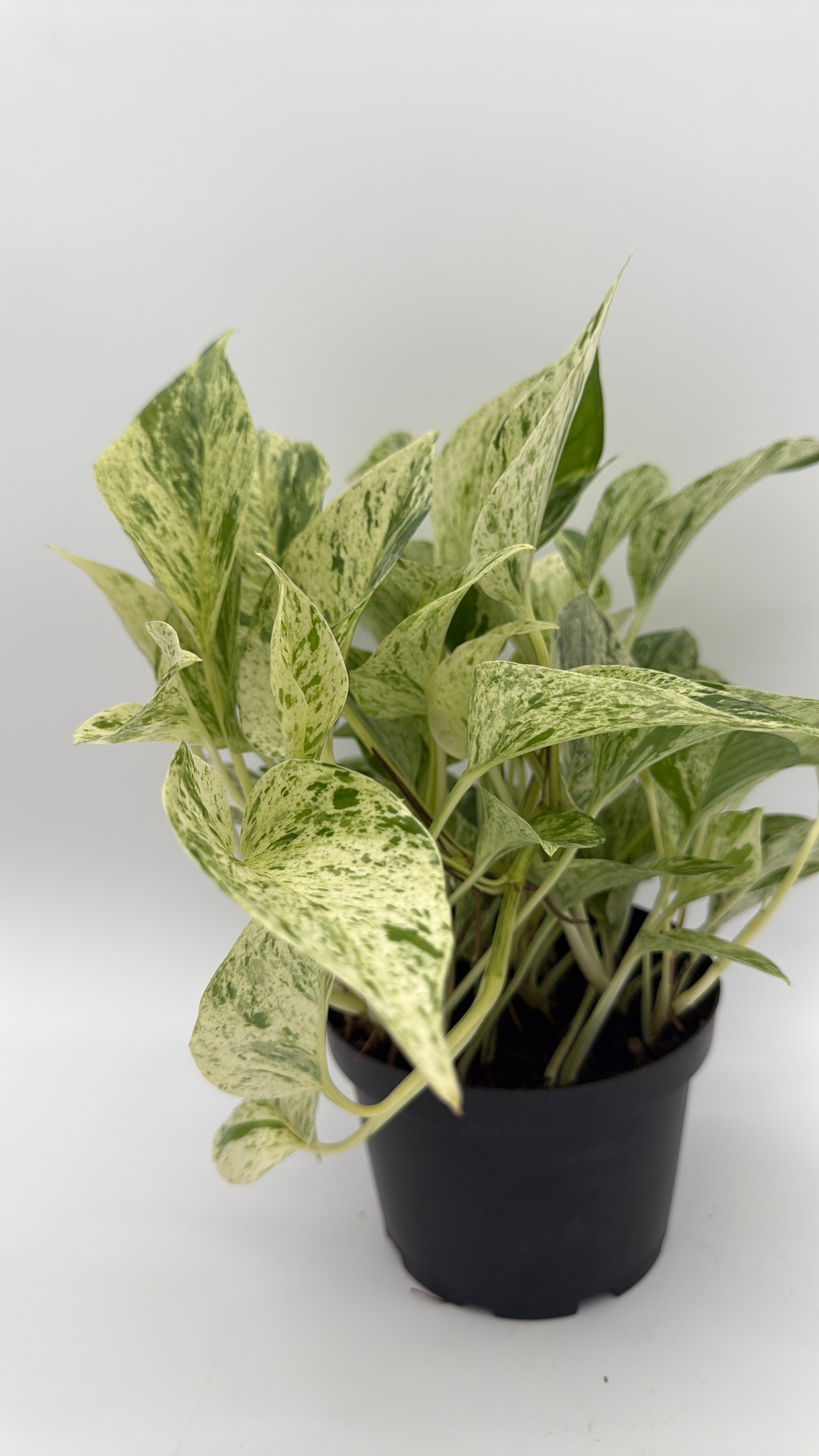 Pothos Snow Queen