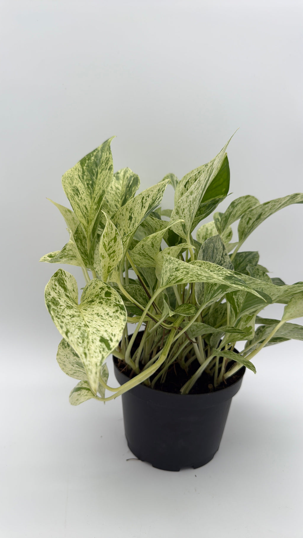 Pothos Snow Queen