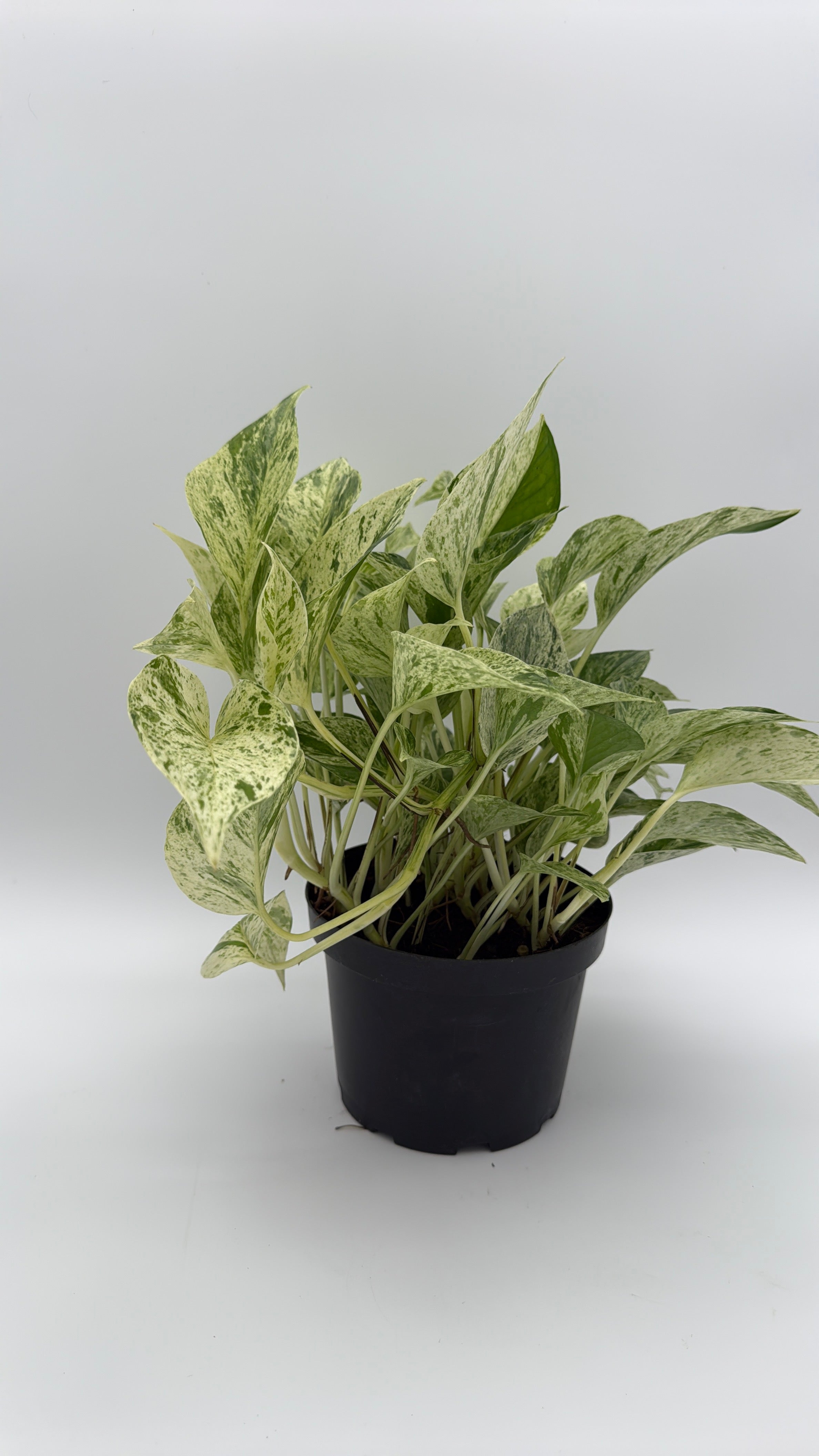 Pothos Snow Queen