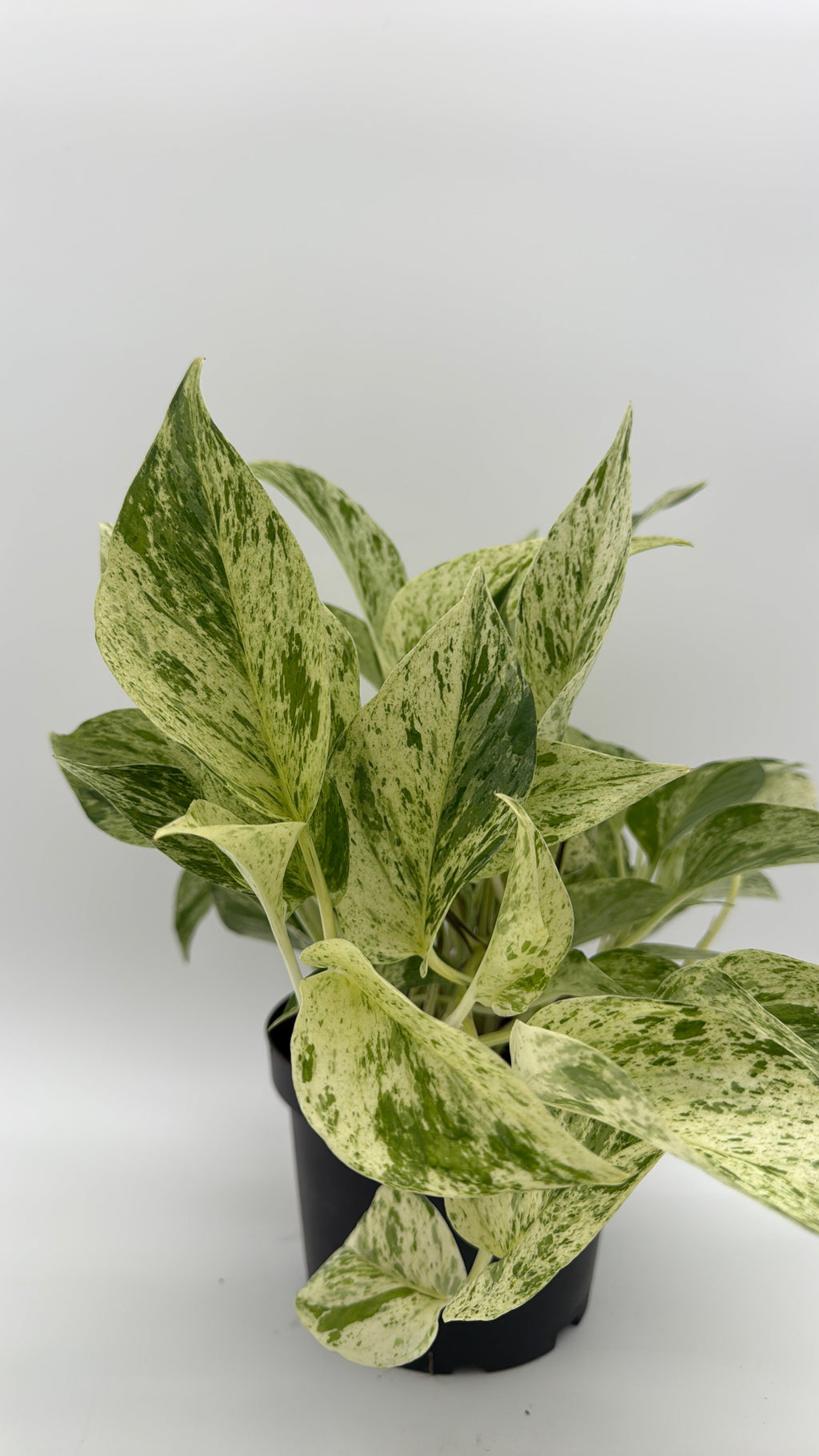 Pothos Snow Queen