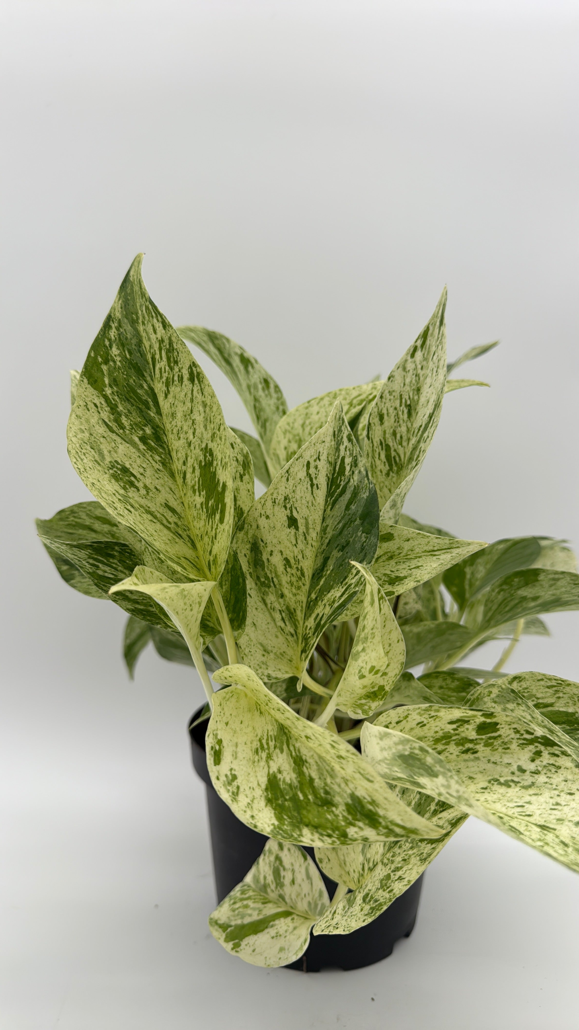 Pothos Snow Queen