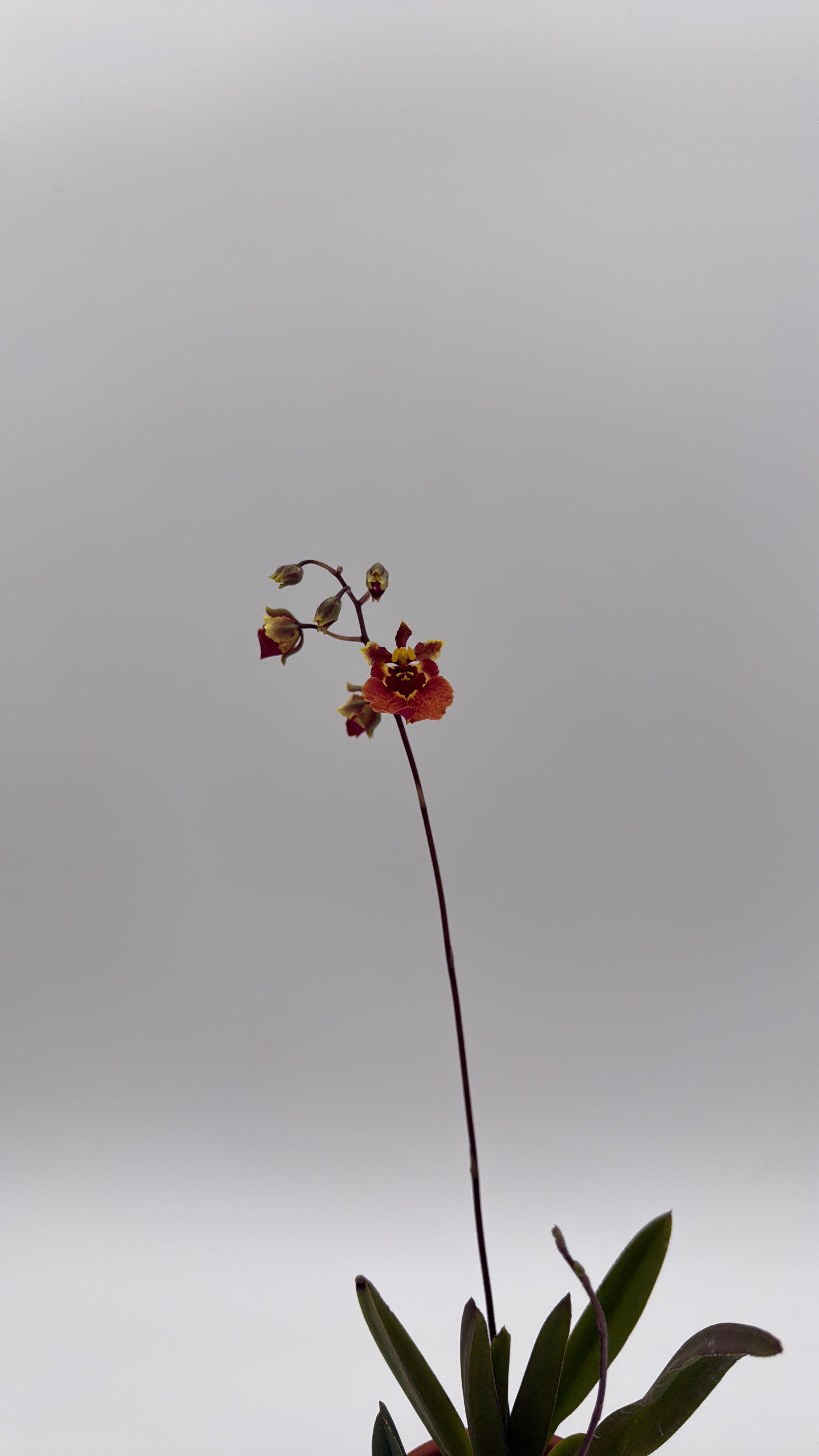 Mini Orchid Tolumnia Jairak - Mystery Color