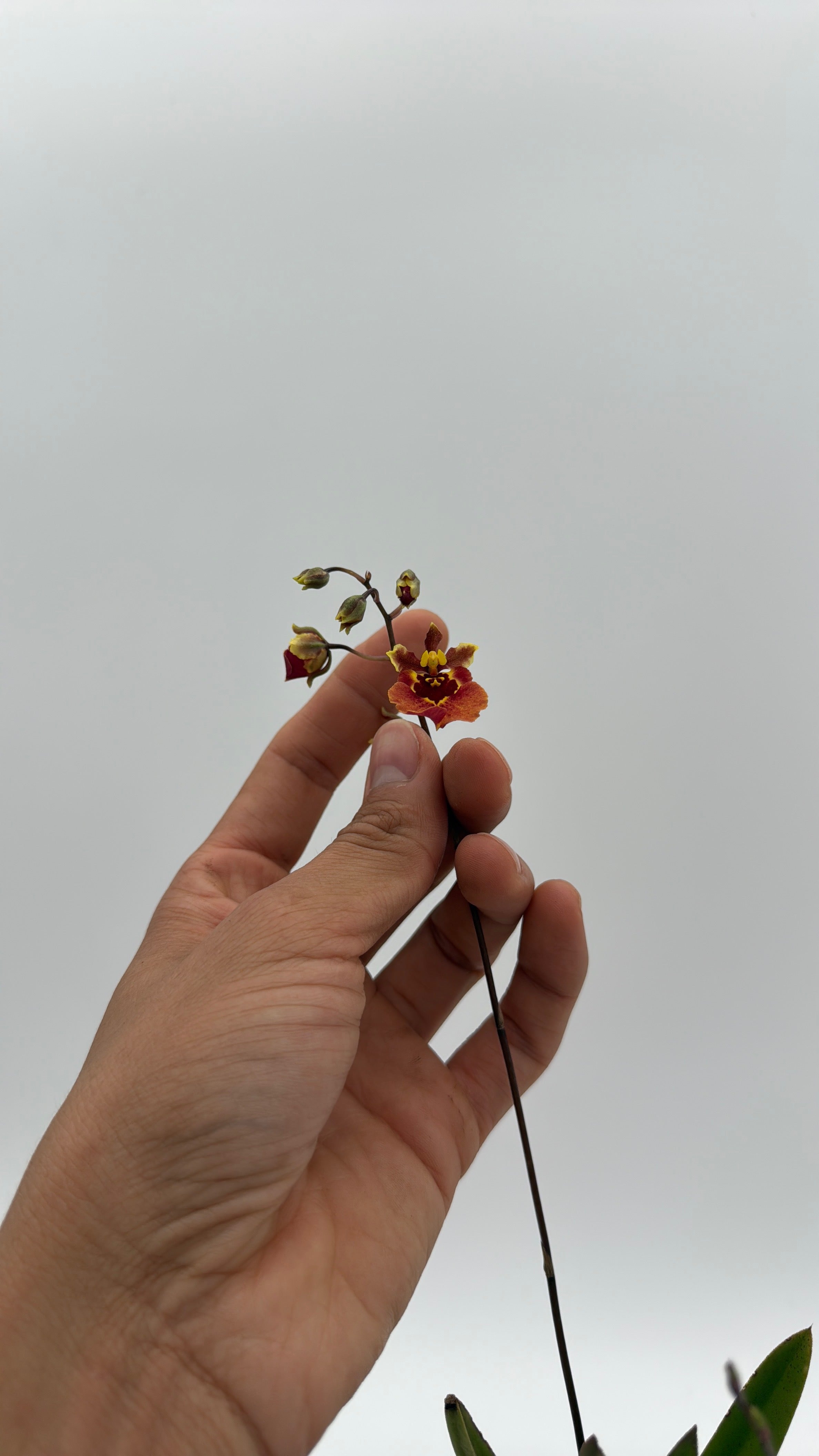 Mini Orchid Tolumnia Jairak - Mystery Color
