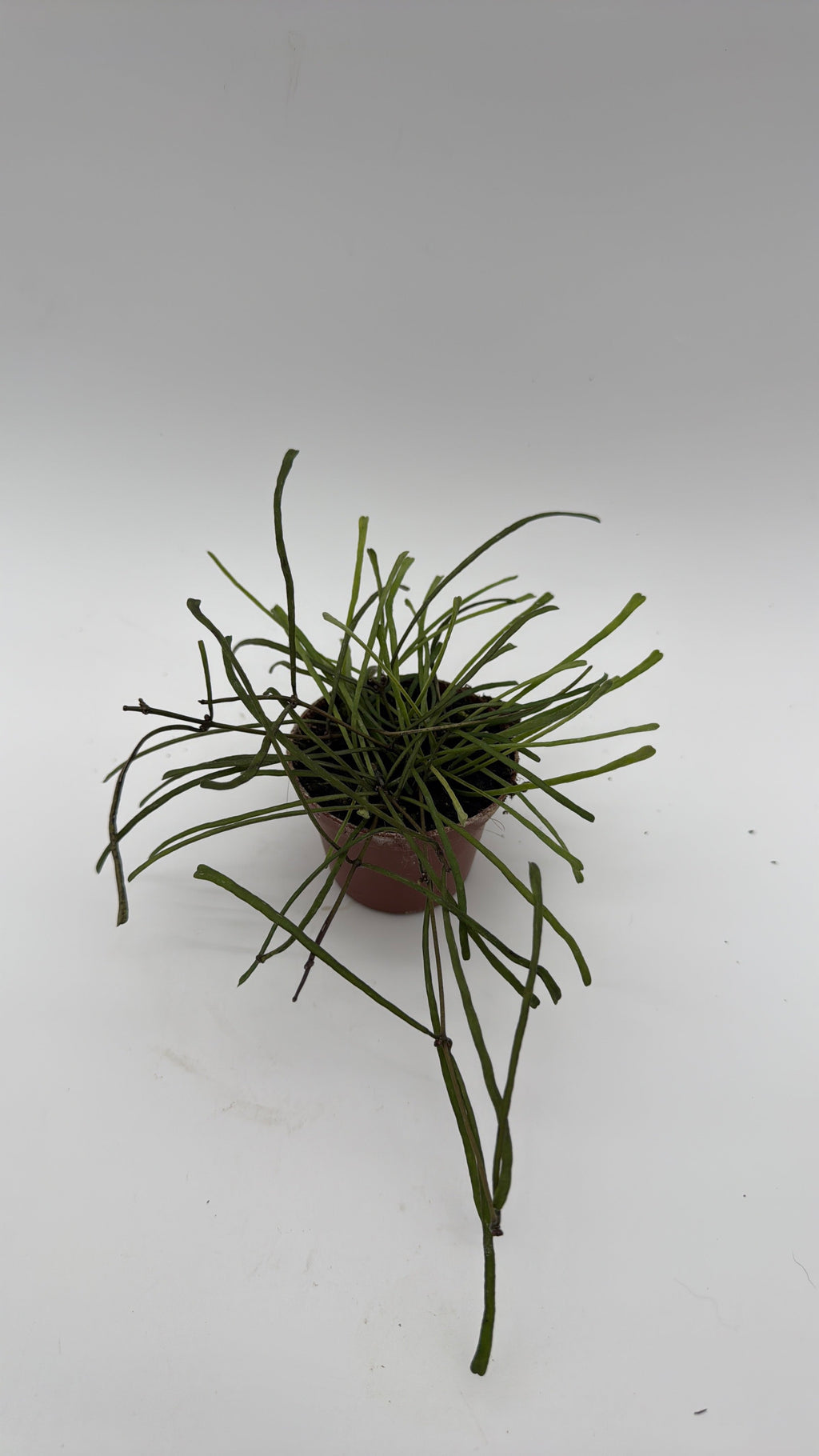 Hoya Retusa