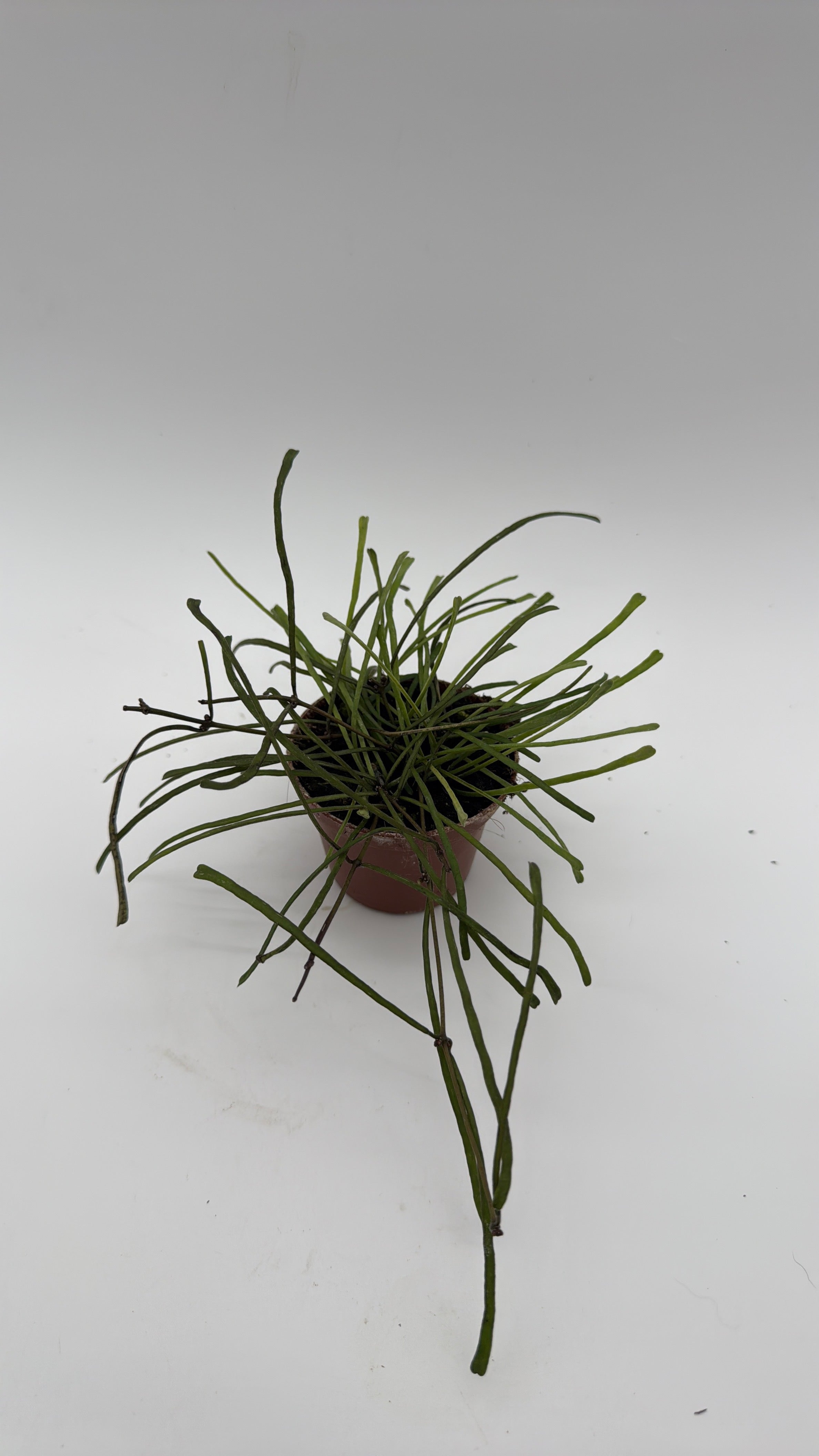 Hoya Retusa