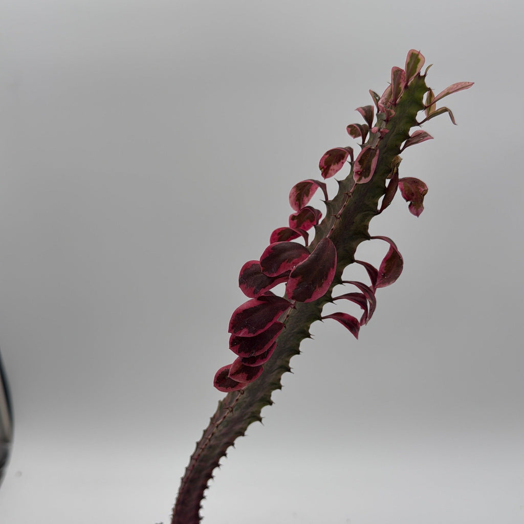 Variegated Euphorbia Trigona (African Milktree) 'Pink Ghost'