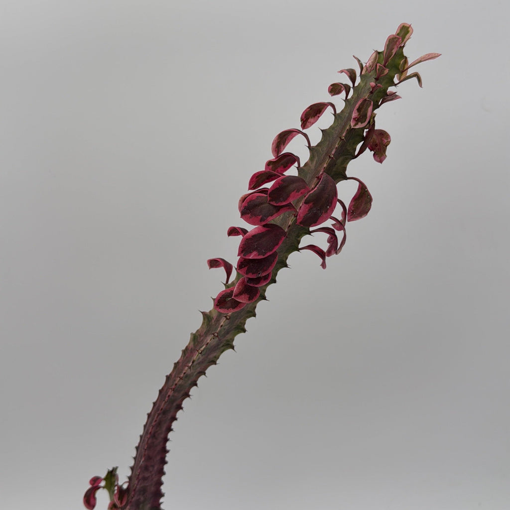 Variegated Euphorbia Trigona (African Milktree) 'Pink Ghost'