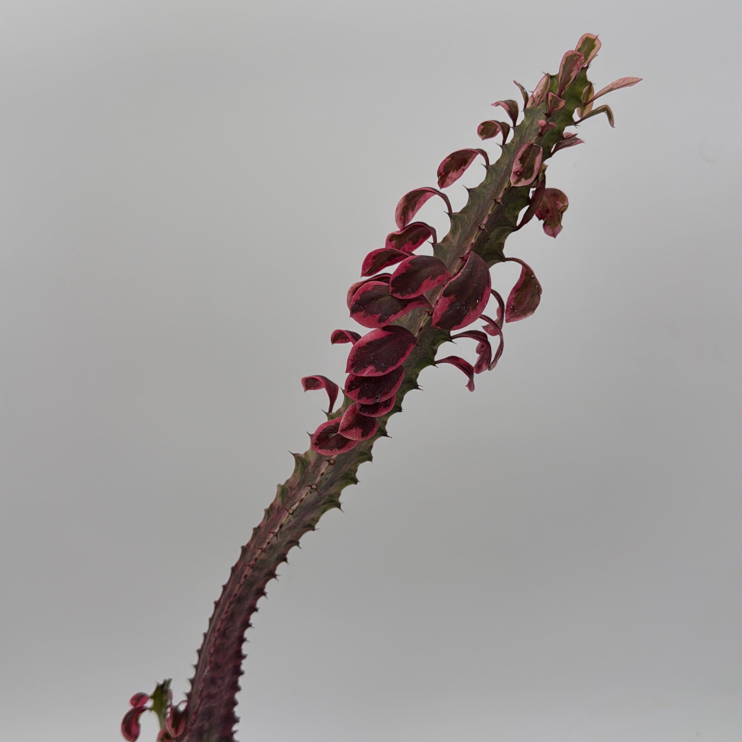 Variegated Euphorbia Trigona (African Milktree) 'Pink Ghost'