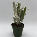 Euphorbia Trigona (African Milktree) 'White Ghost'