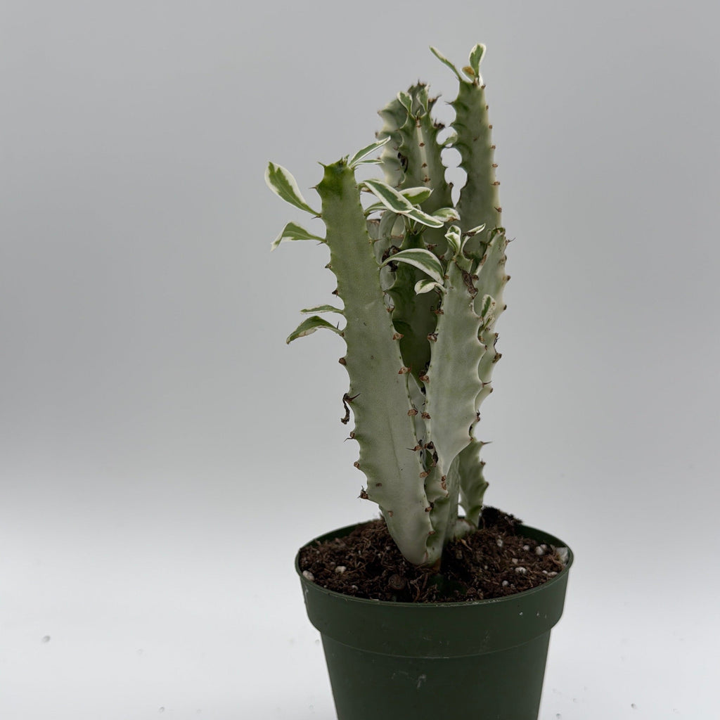 Euphorbia Trigona (African Milktree) 'White Ghost'
