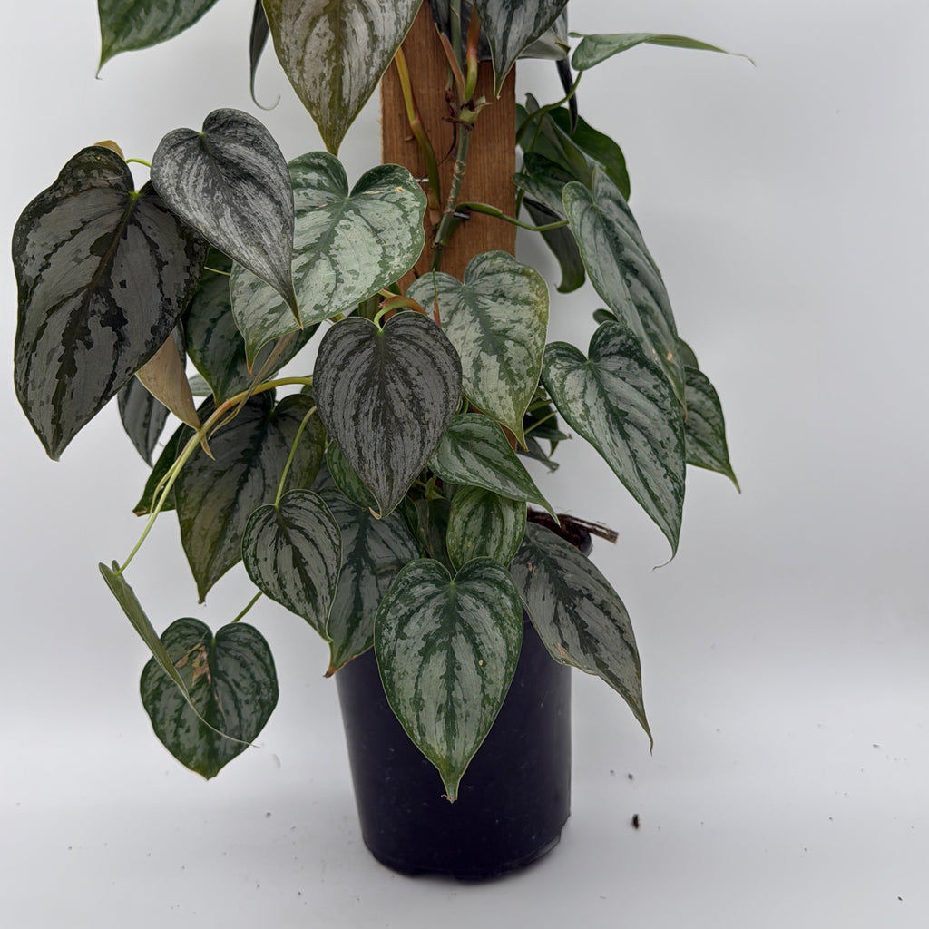 Philodendron Brandi