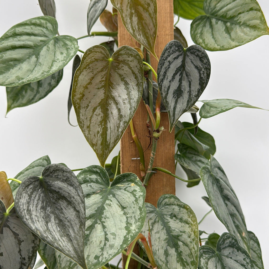 Philodendron Brandi