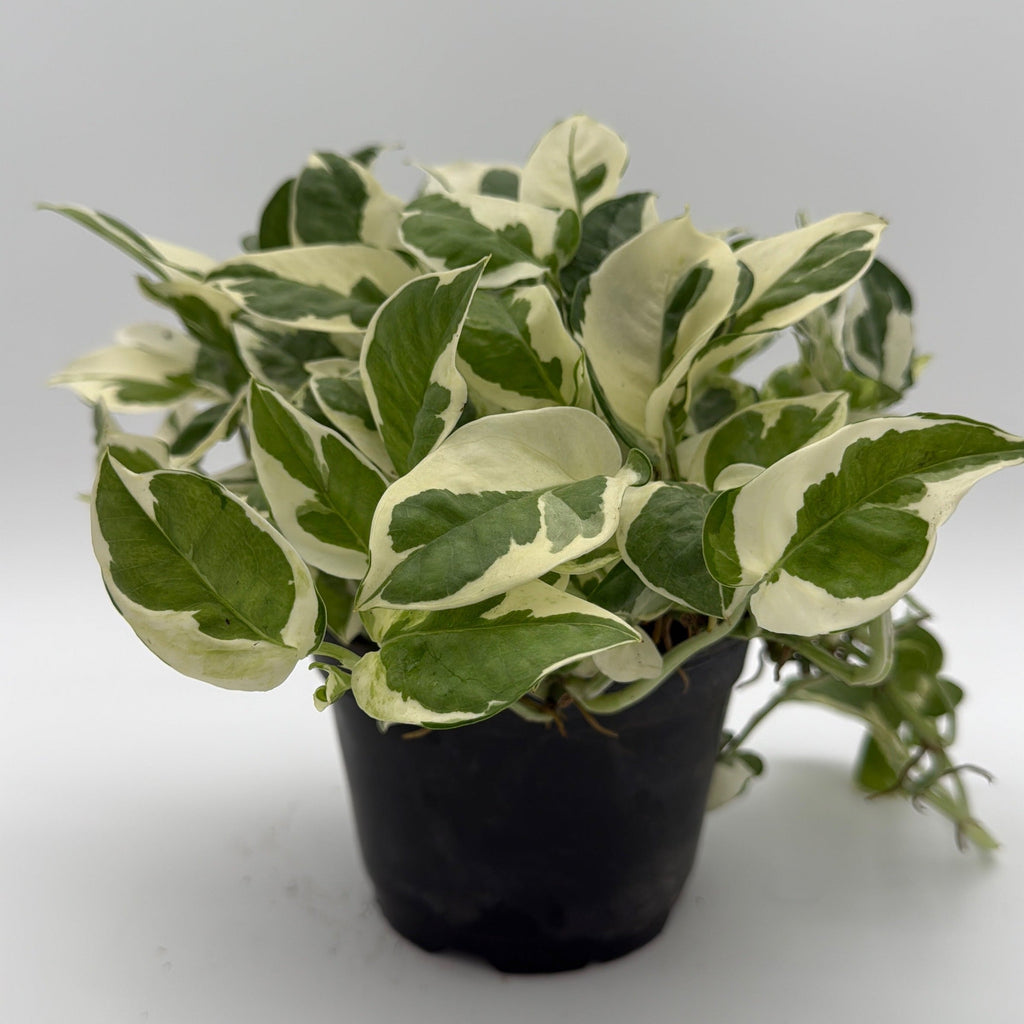 Pothos Pearls and Jade