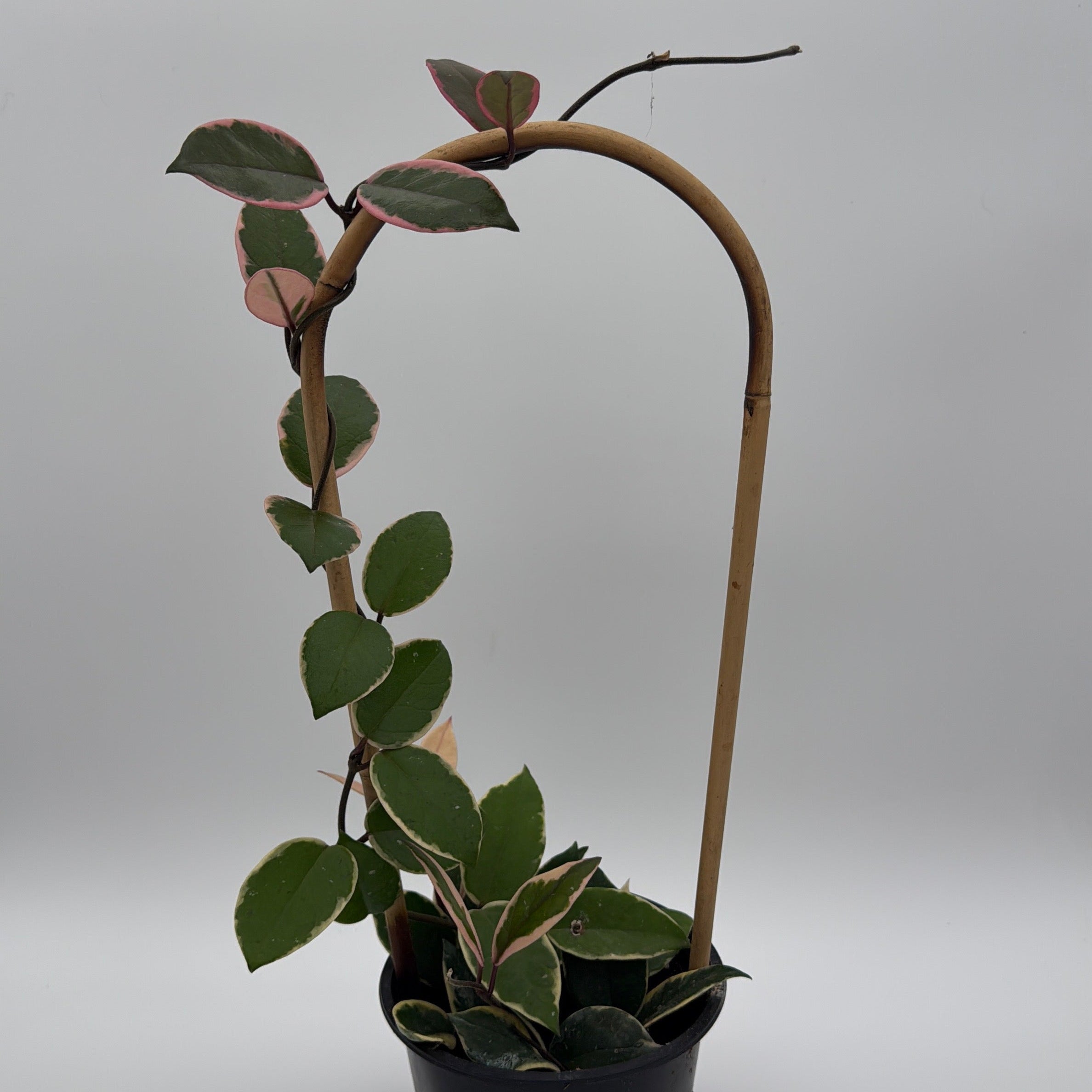 Hoya Flamingo Dream