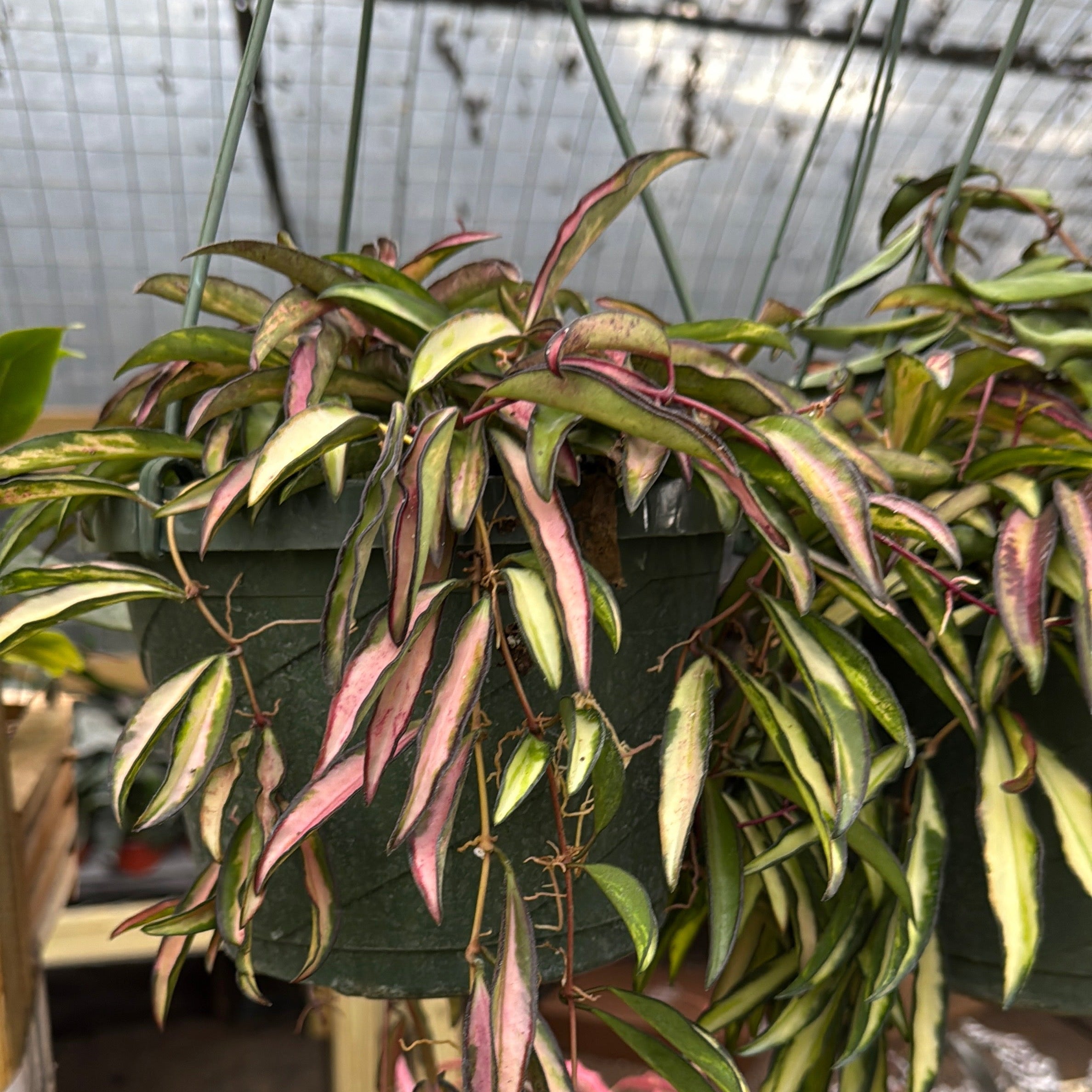 Variegated Tricolor Hoya Wayetti