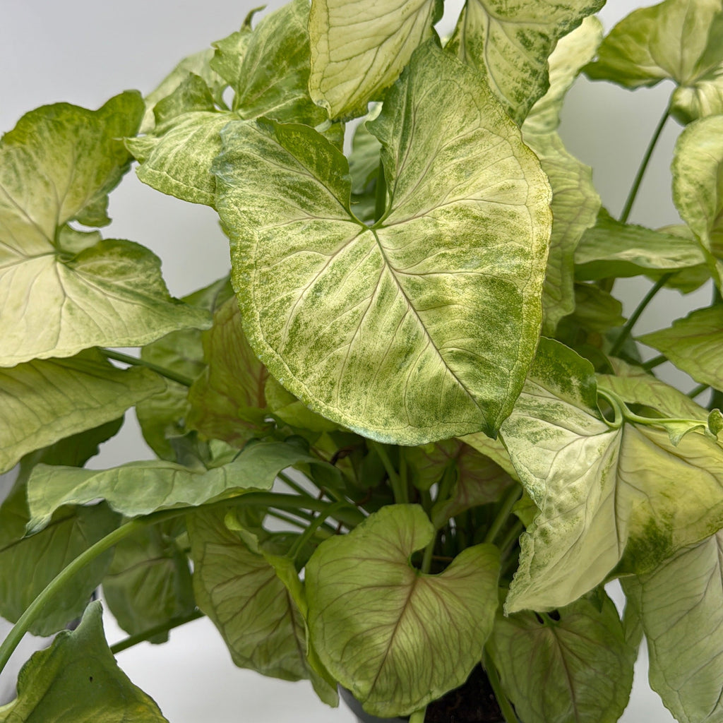 Syngonium 'Orn Thong'