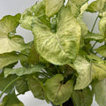 Syngonium 'Orn Thong'