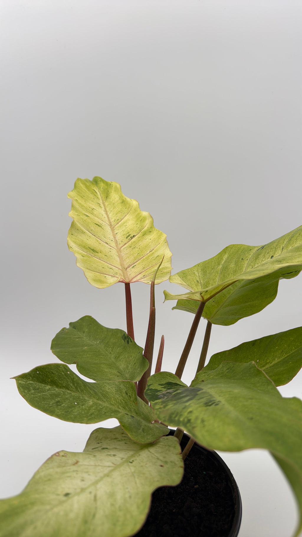 Philodendron Snowdrift
