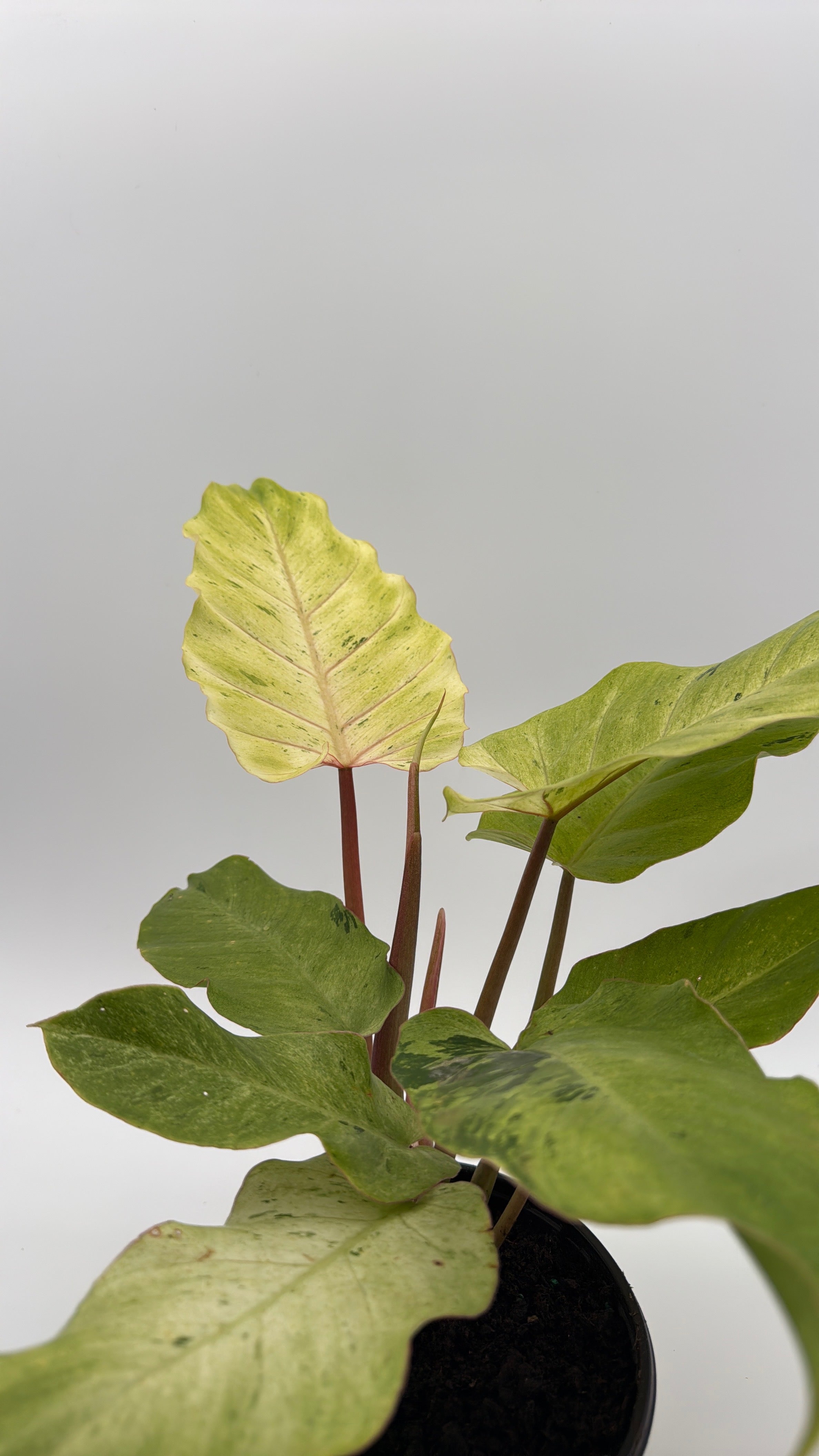Philodendron Snowdrift