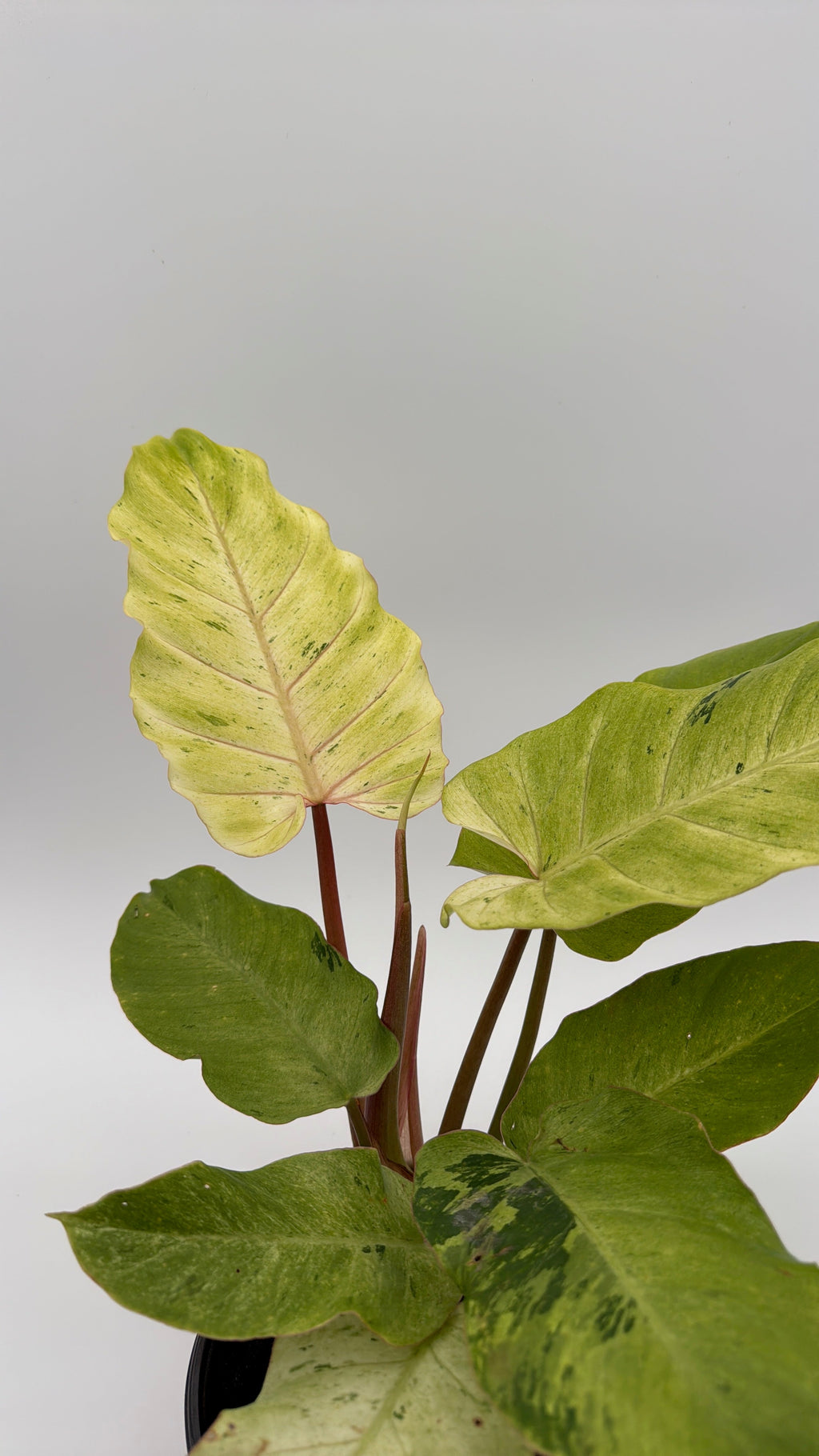 Philodendron Snowdrift