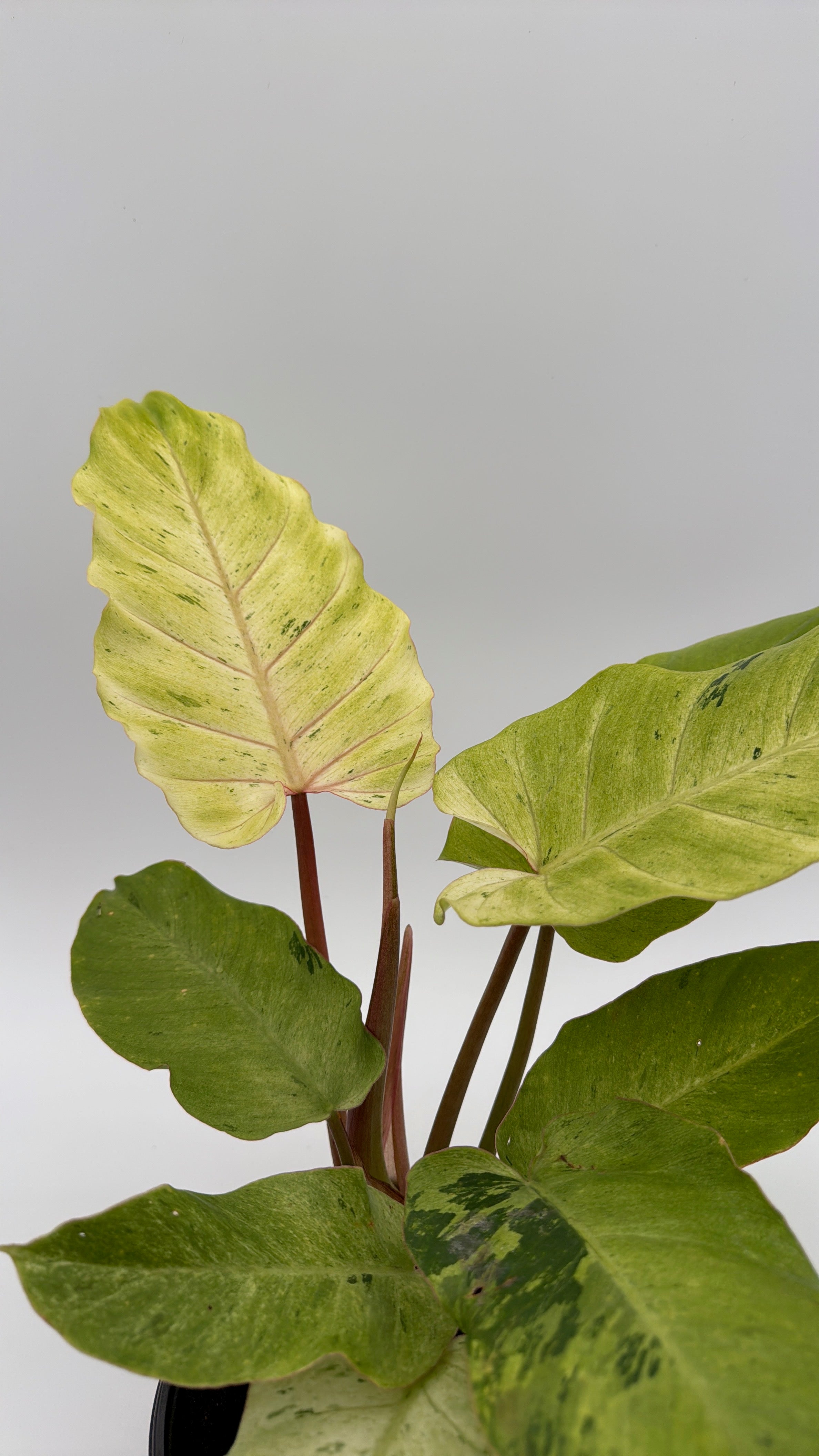 Philodendron Snowdrift