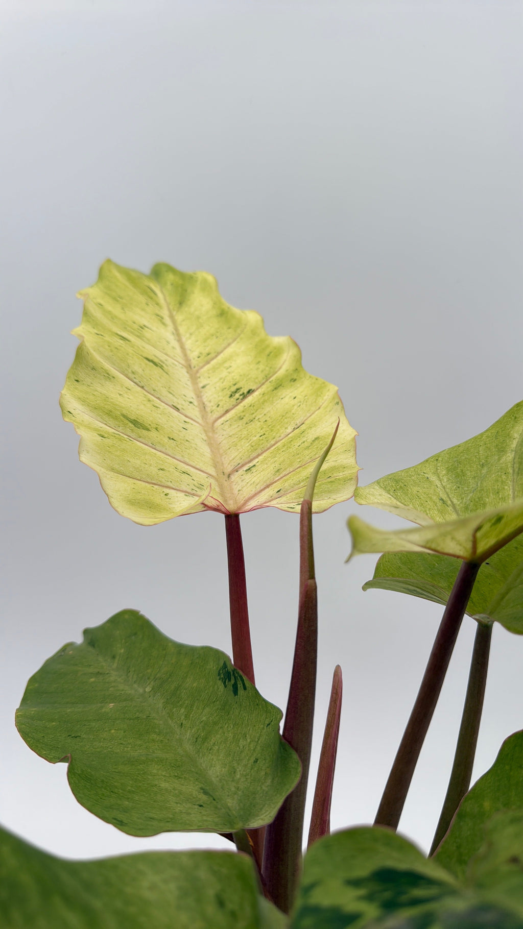 Philodendron Snowdrift