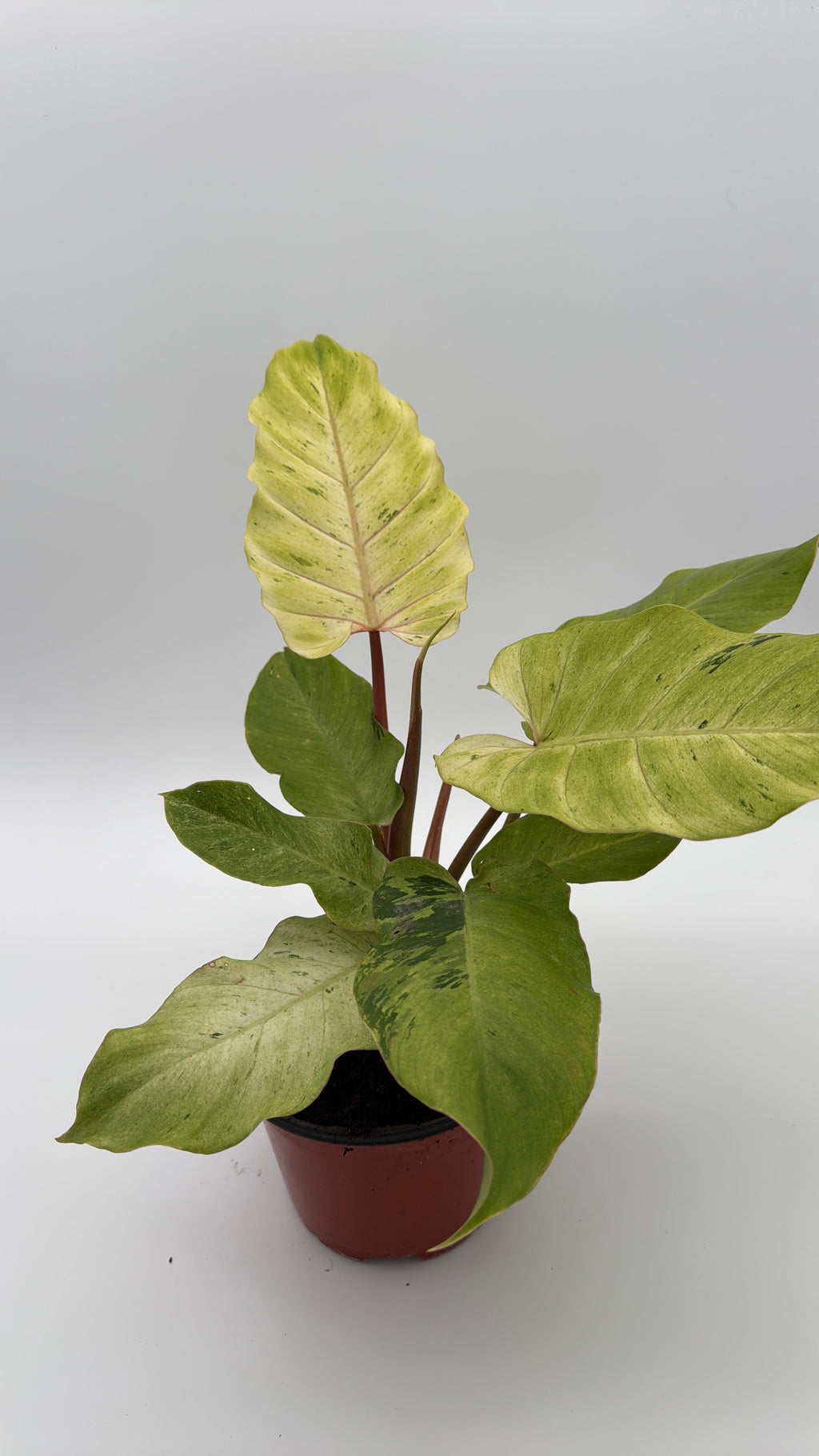 Philodendron Snowdrift