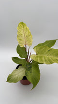 Philodendron Snowdrift