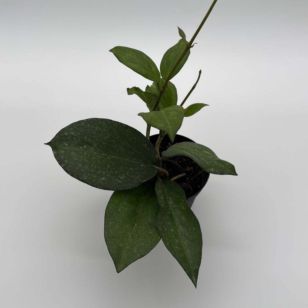 Hoya Icensis