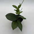 Hoya Icensis