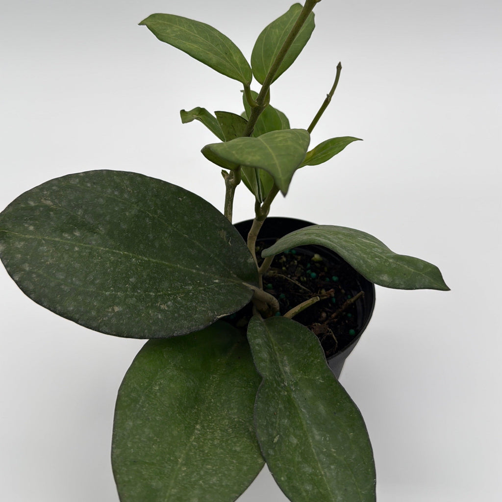 Hoya Icensis