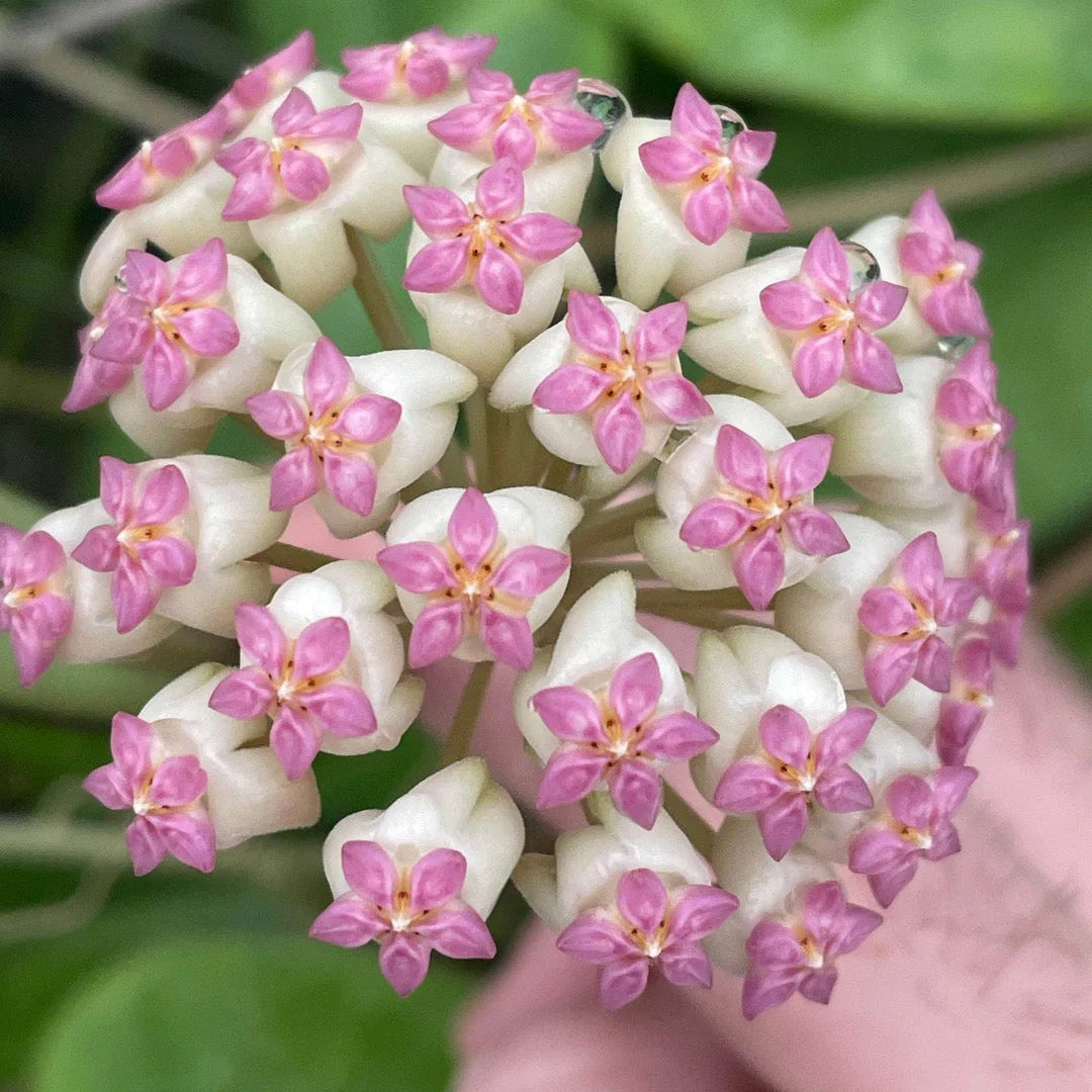 Hoya Icensis