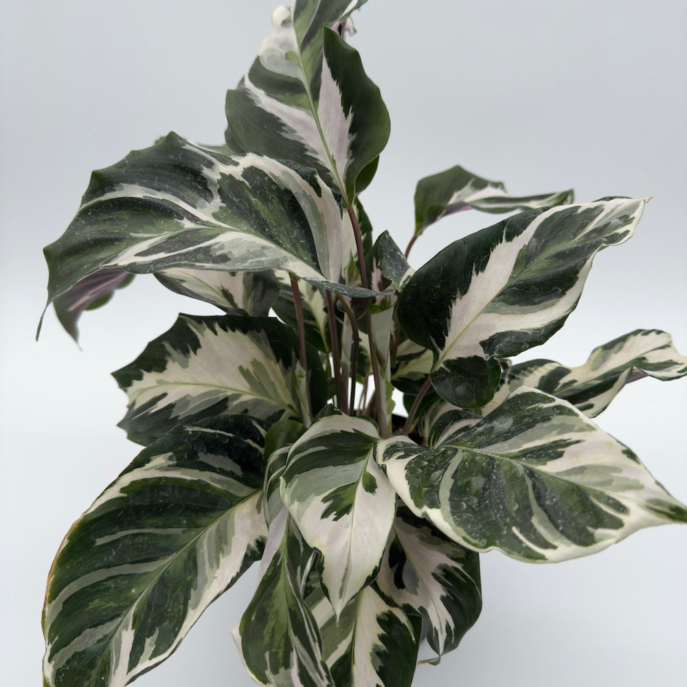 Calathea White Fusion