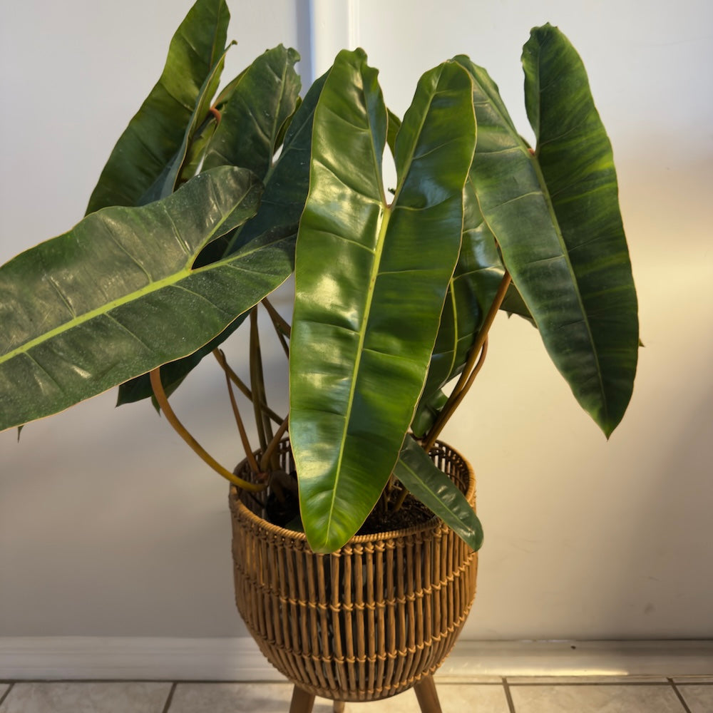 Philodendron Billietiae