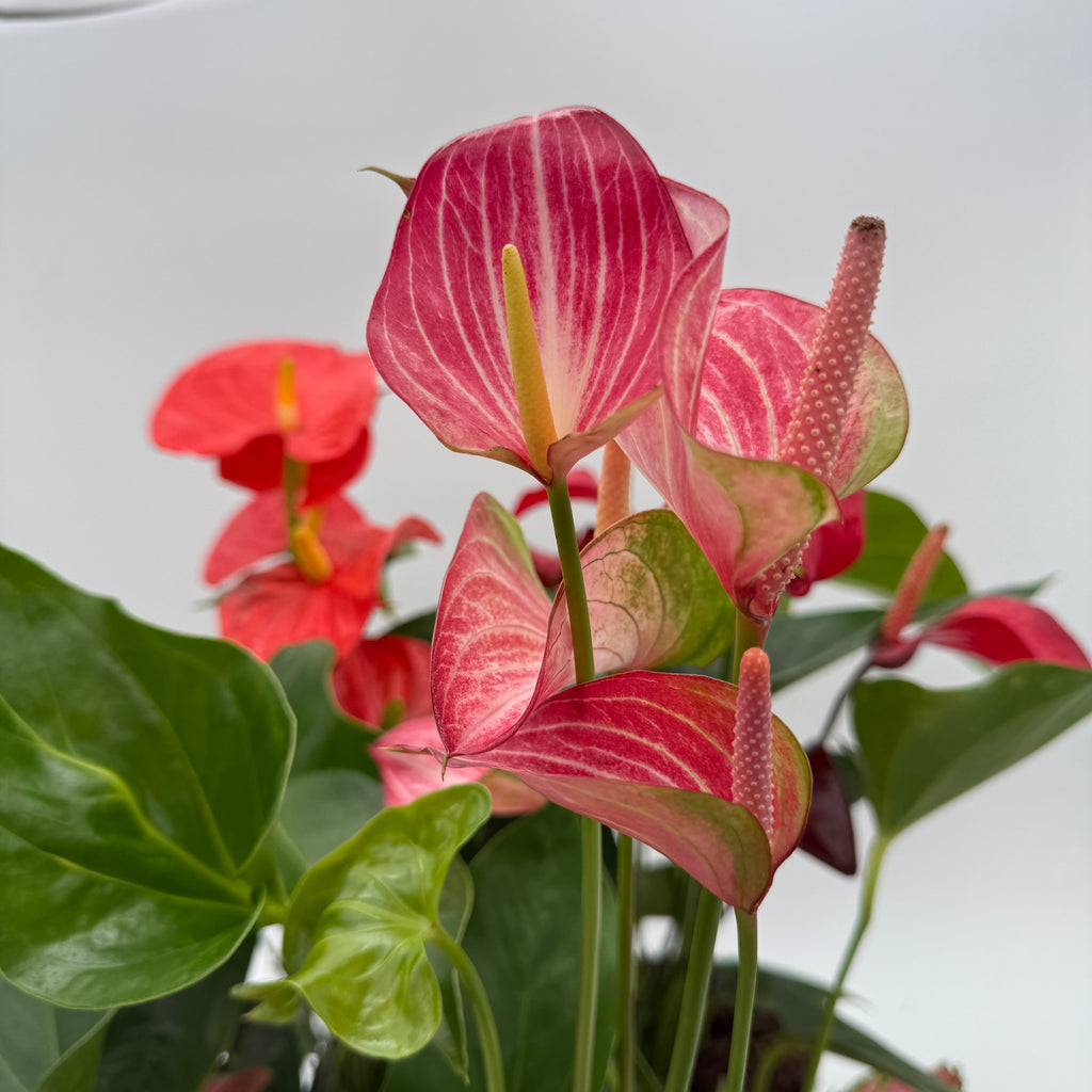 Mom's Favorite Plant Bundle Box - 3 Surprise Plants