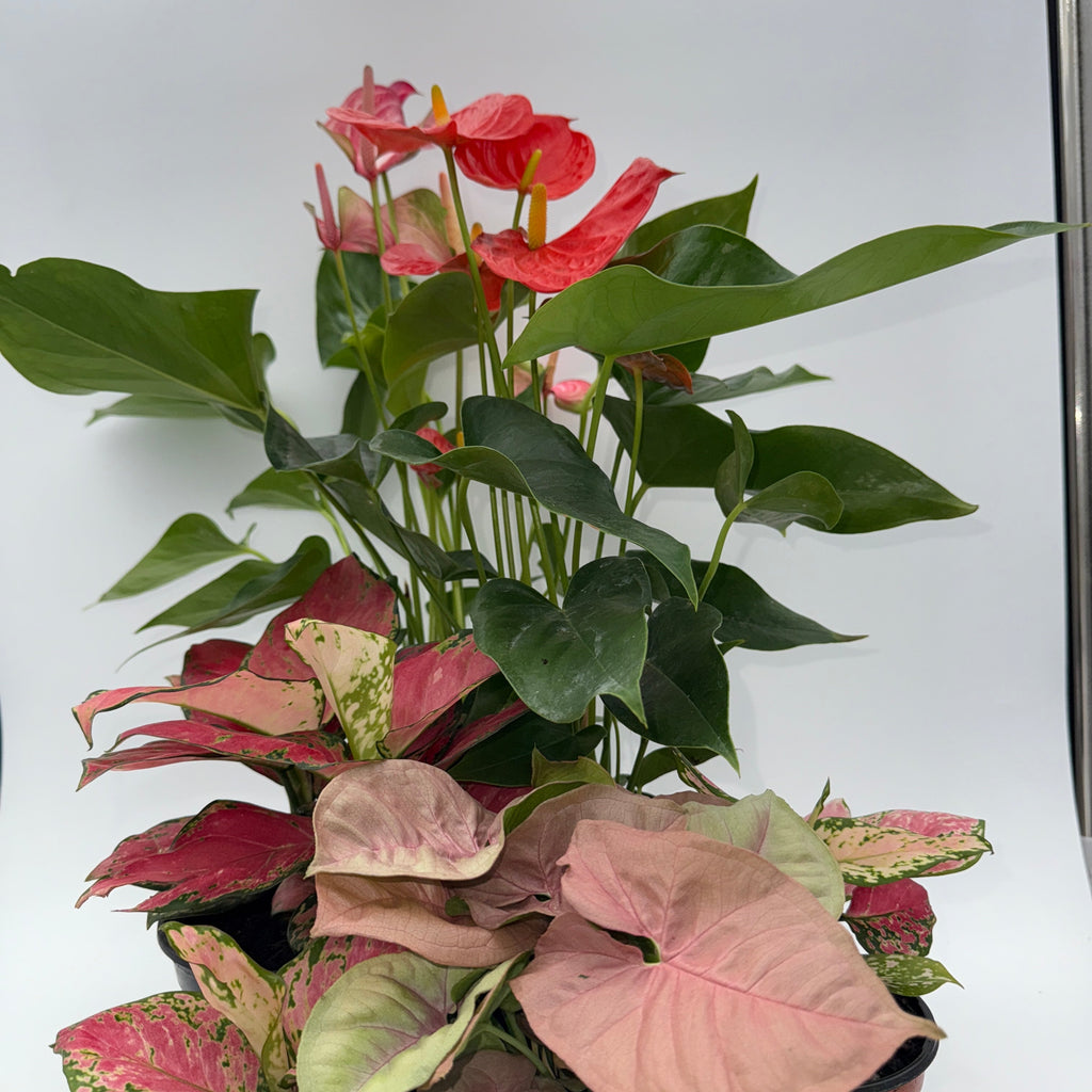 Mom's Favorite Plant Bundle Box - 3 Surprise Plants